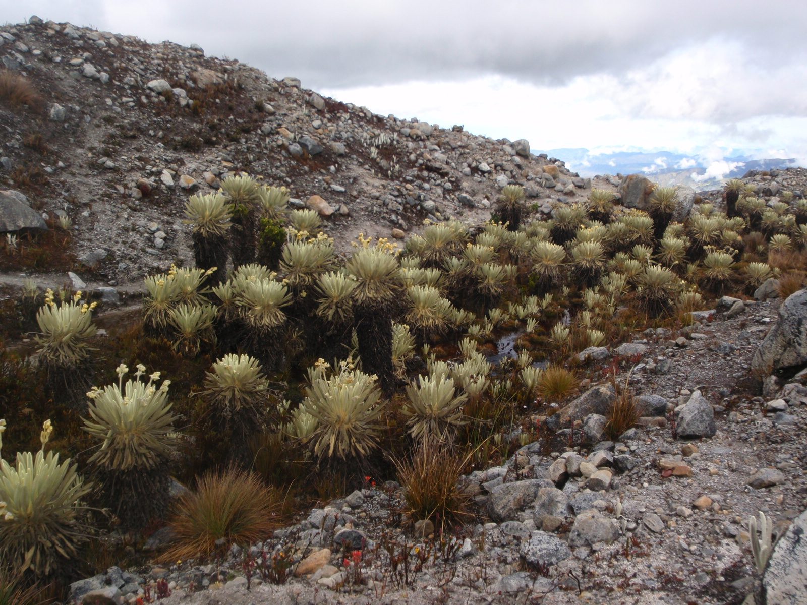 A small grove of frailejones on the hike down.