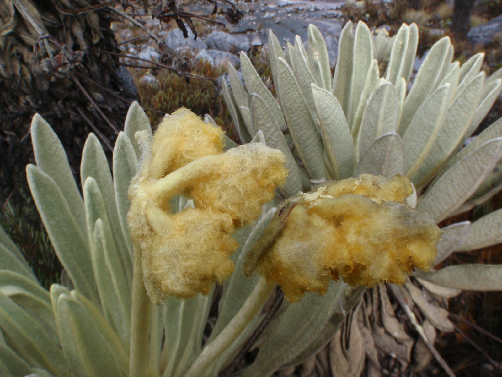 Frailejone flowers.