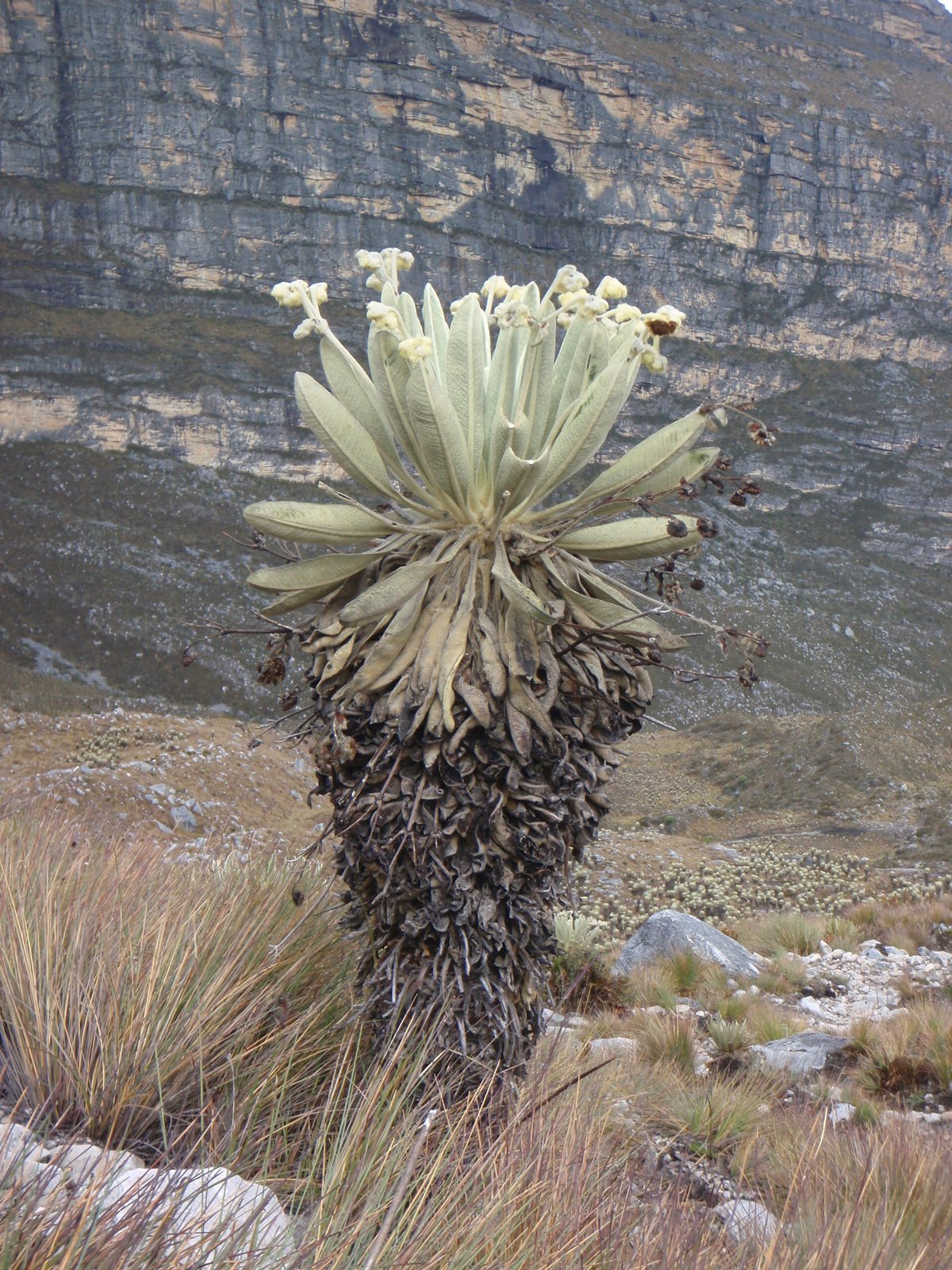 A lone frailejone.