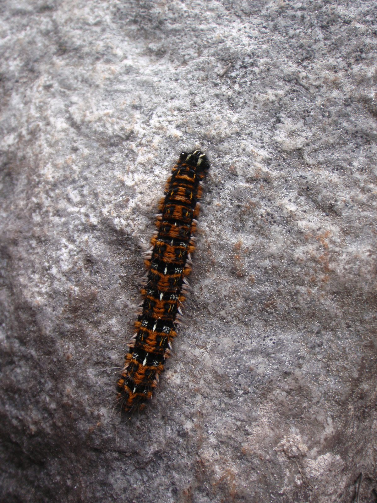 A caterpillar!