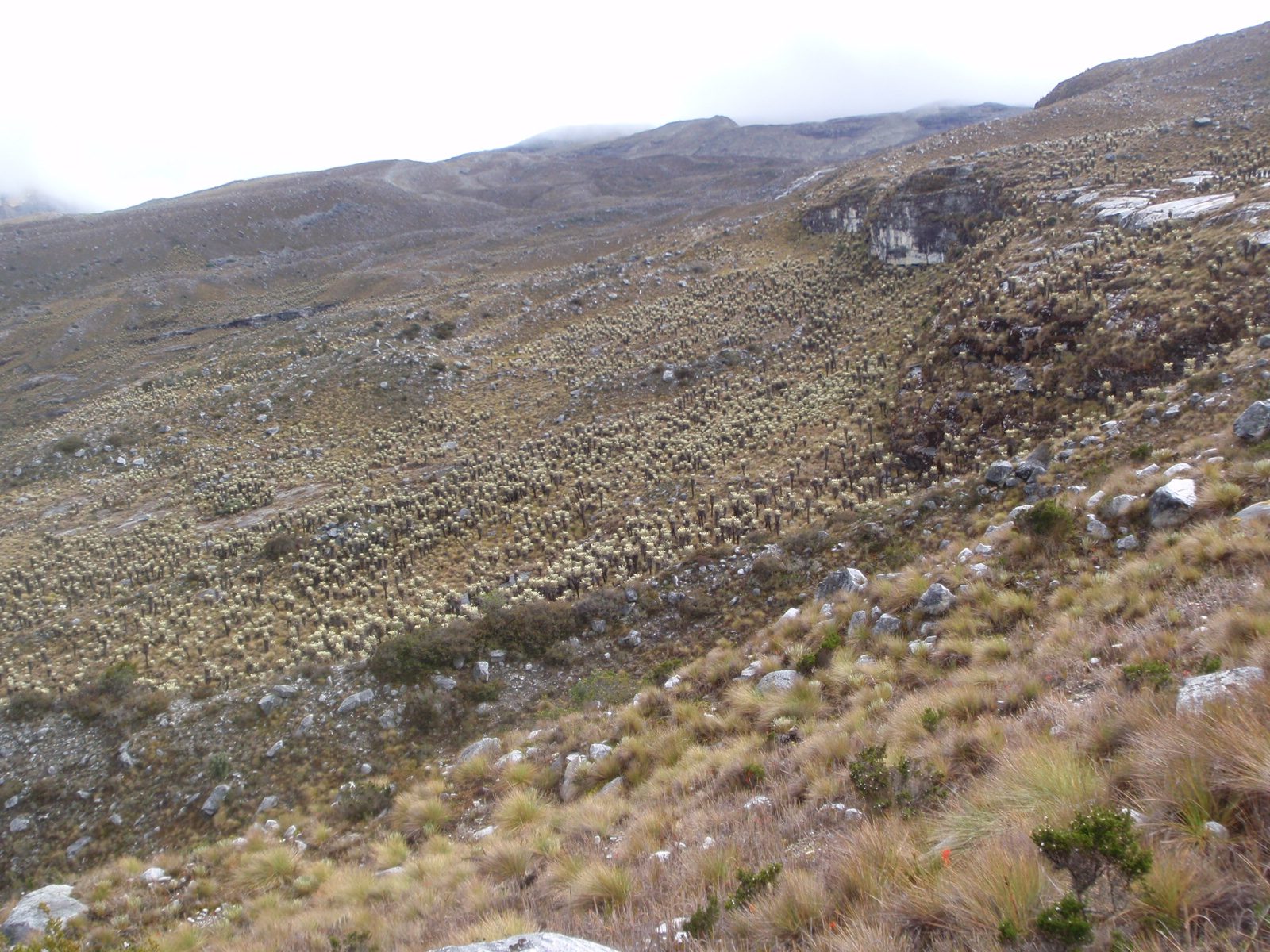 Lots and lots of frailejones.  Looking back up the valley.