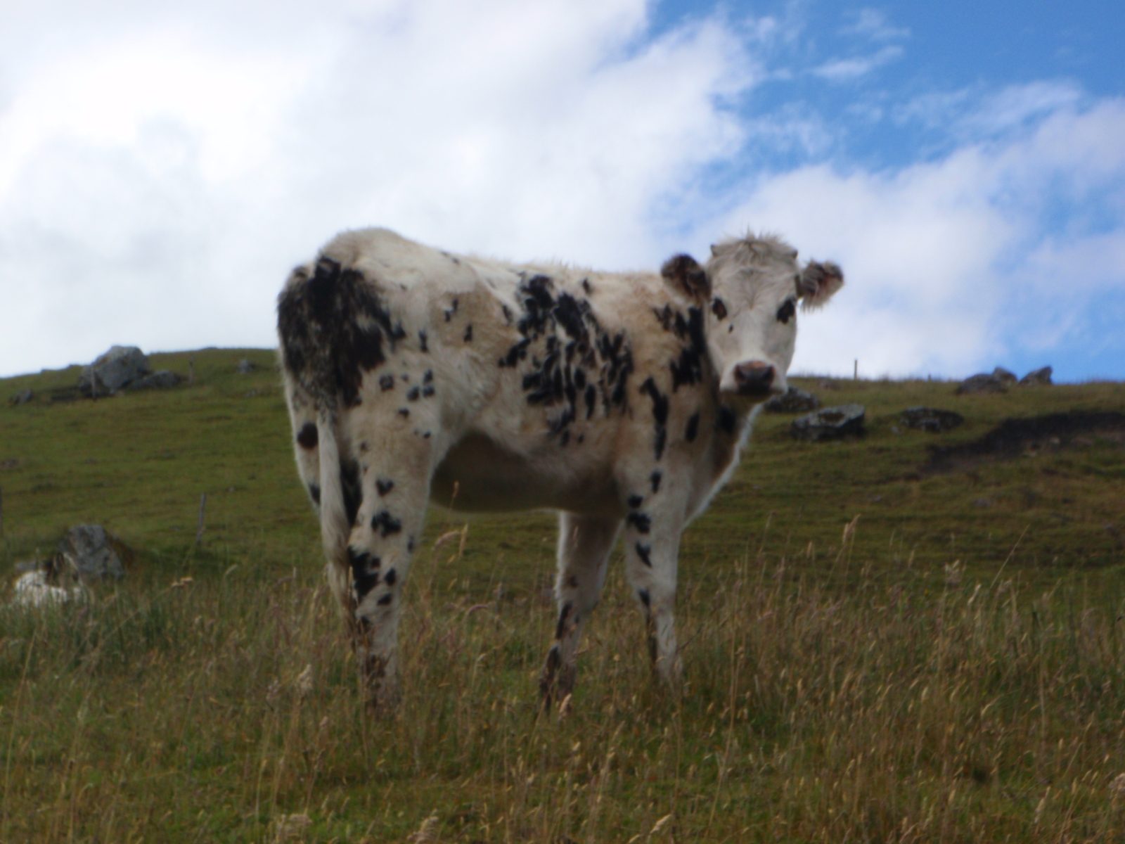 Cow!  These animals were very large.  I think most are dairy cows but some are for meat.
