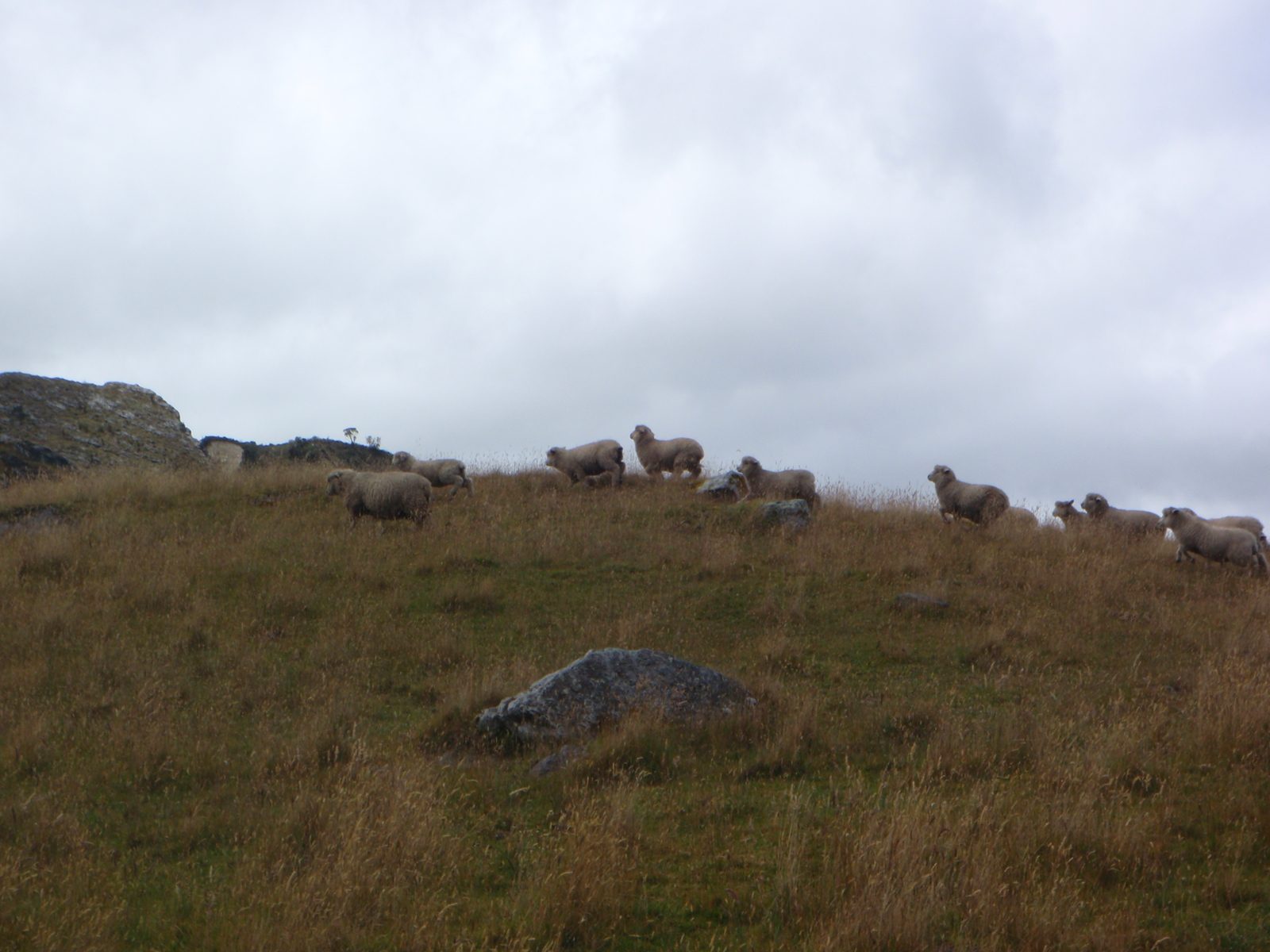 Some sheep bounding across a hillside.