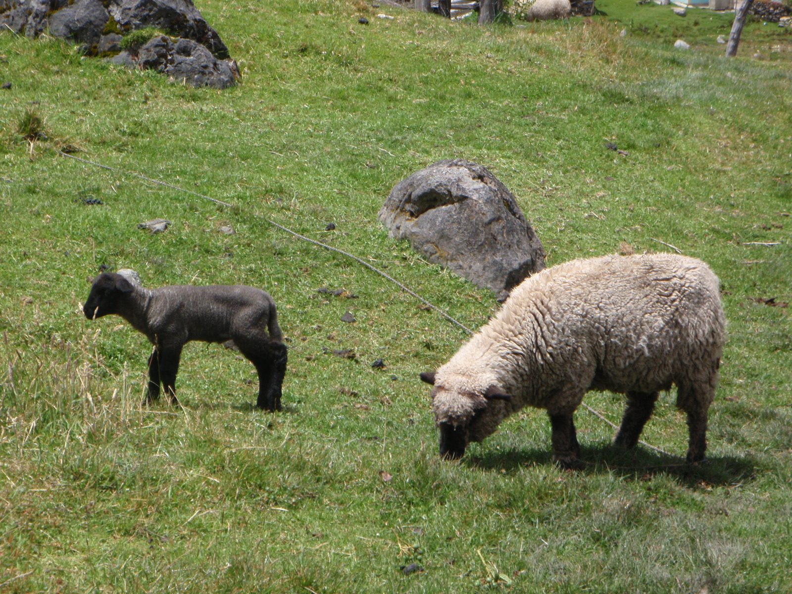 Mama sheep and baby sheep.