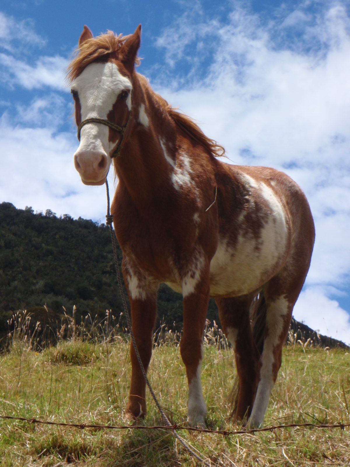 A pretty awesome looking horse.