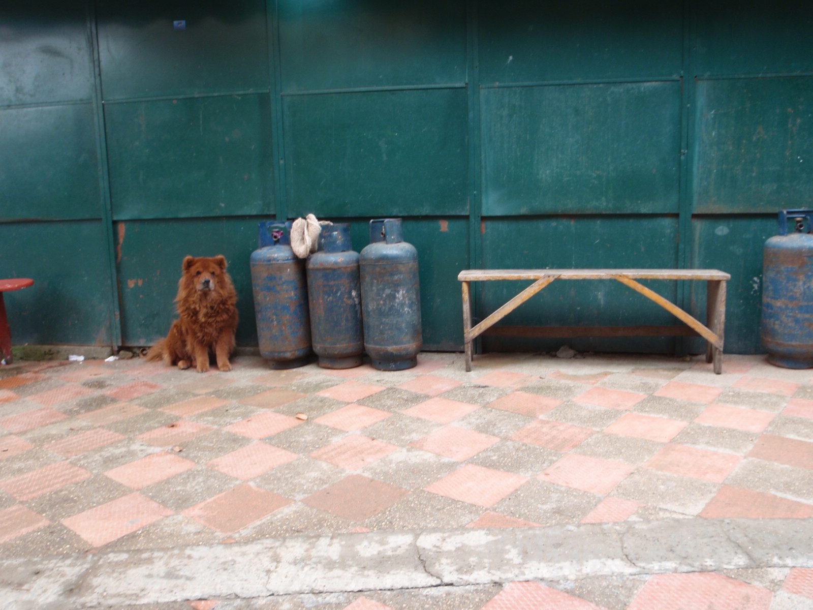A dog, who looked more like a bear.