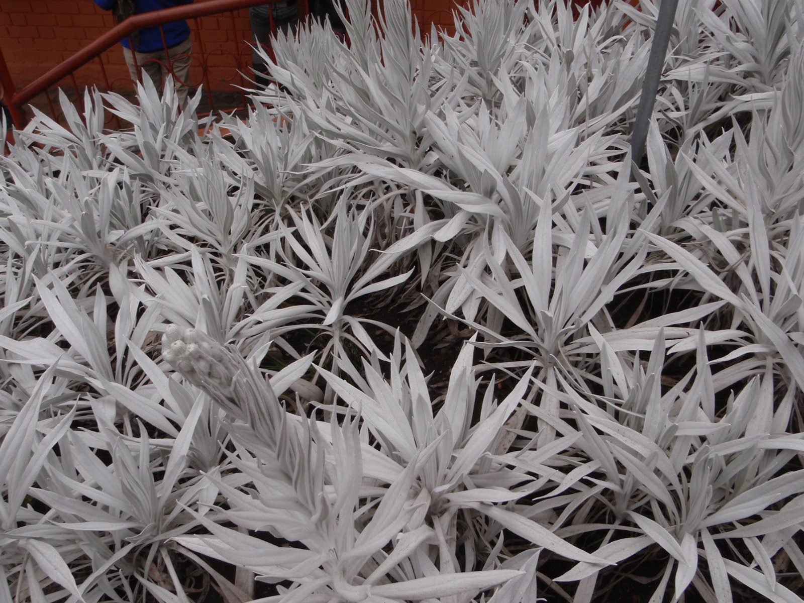 Interesting succulents on Monserrate.
