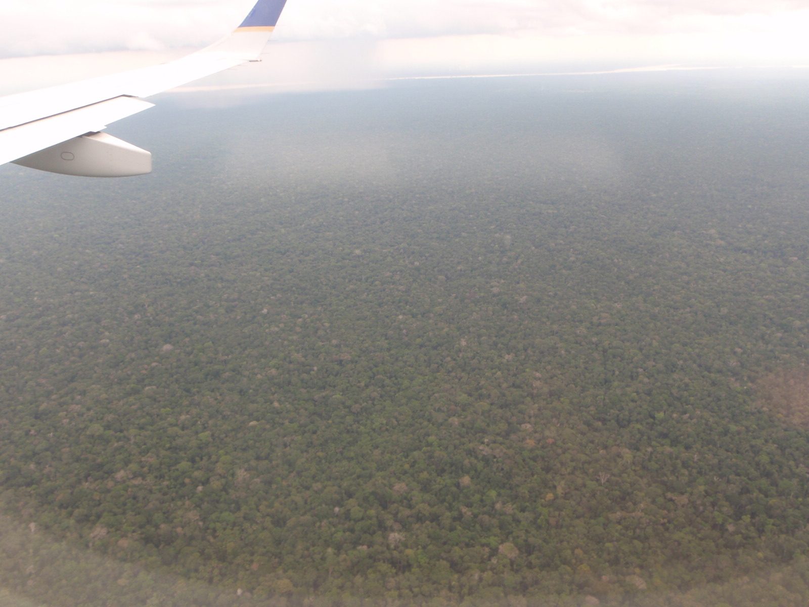 A lot of trees!