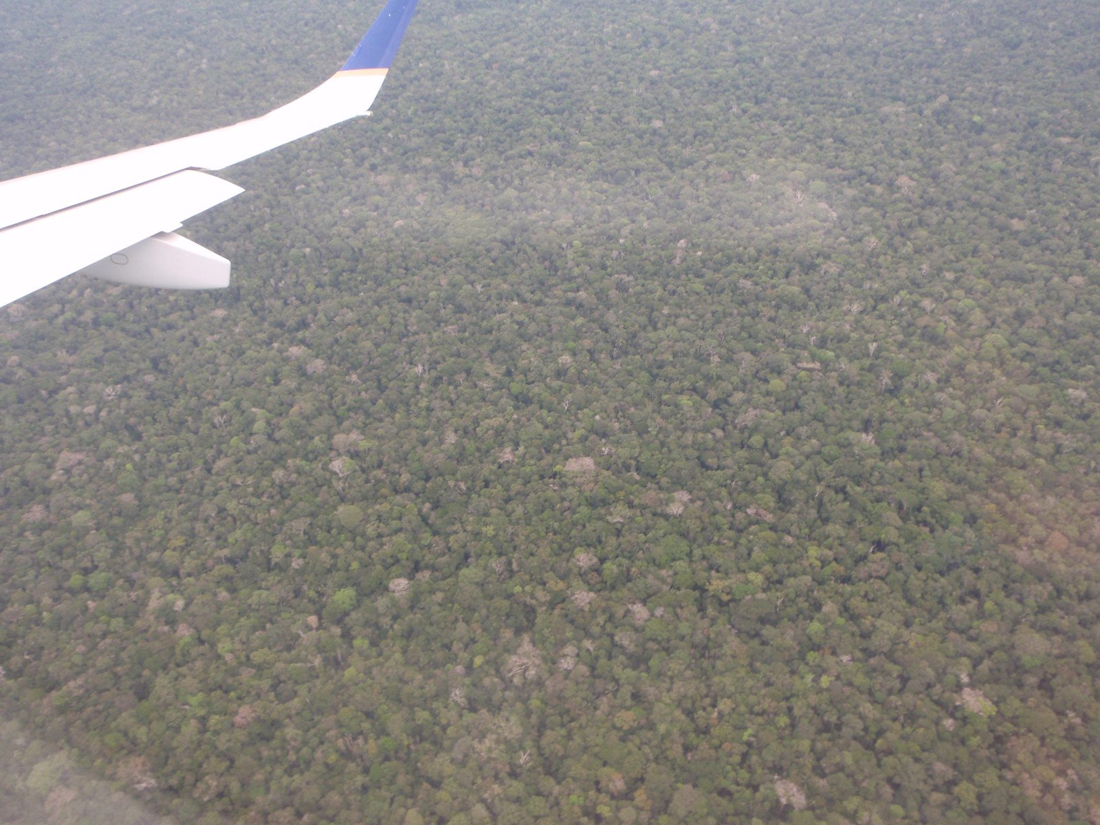 More trees.