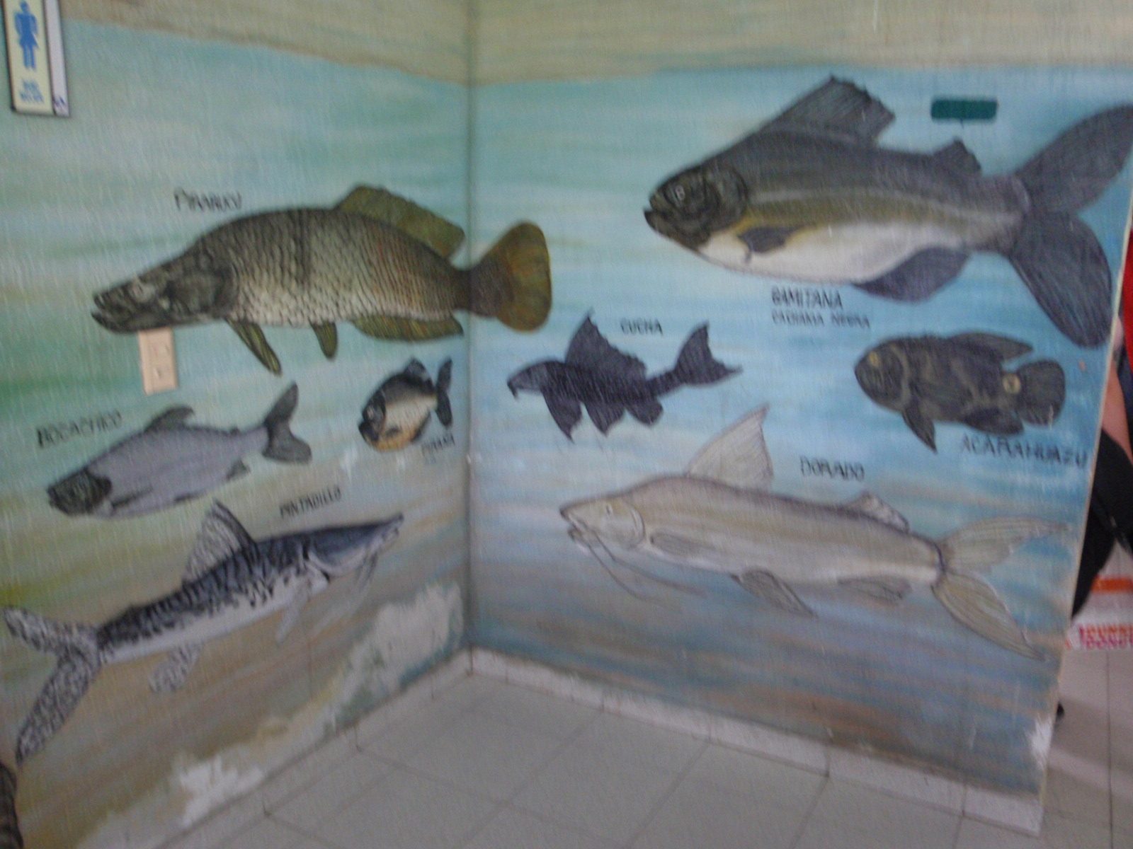 Fish of the amazon mural, while we were waiting to pay the foreigner arrival tax.