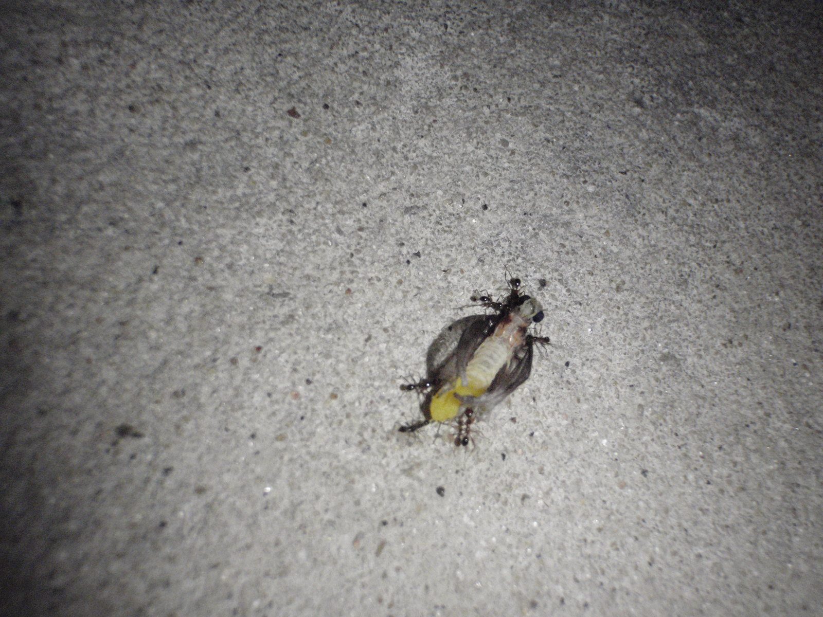 Insects carrying away a much larger insect.