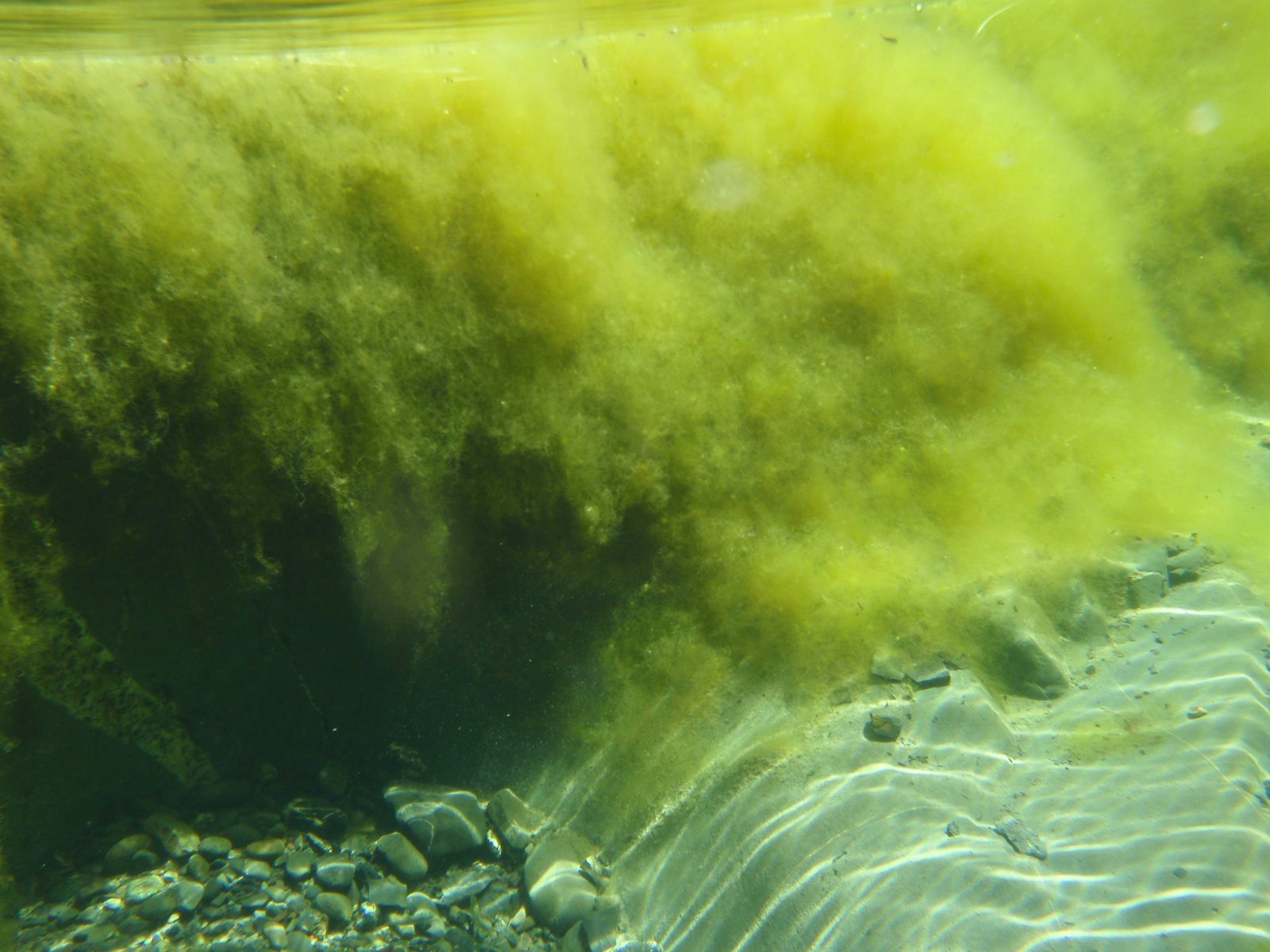 Swamp thing!  Underwater shot of the algae growing in some of the pools.  I actually thought it...