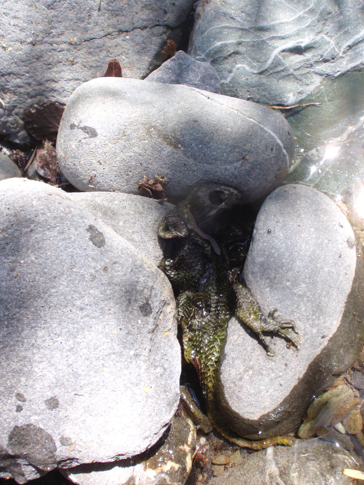 Do lizards shed their skin?  Or did this lizard drown and get eaten from the inside by small...