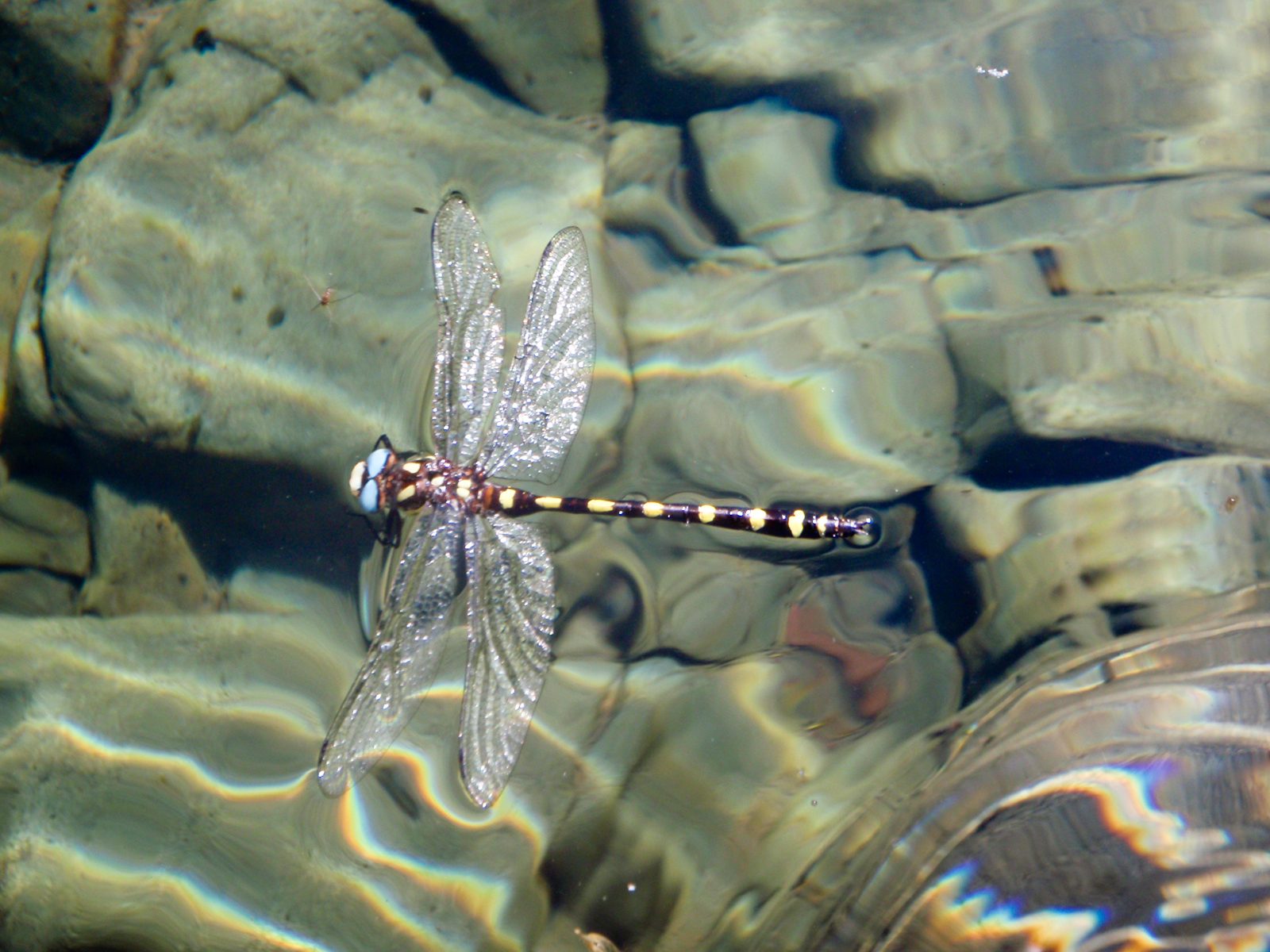 A dead dragonfly.  How sad.