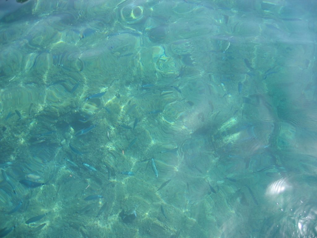 Little fishies swimming around the dive boat.