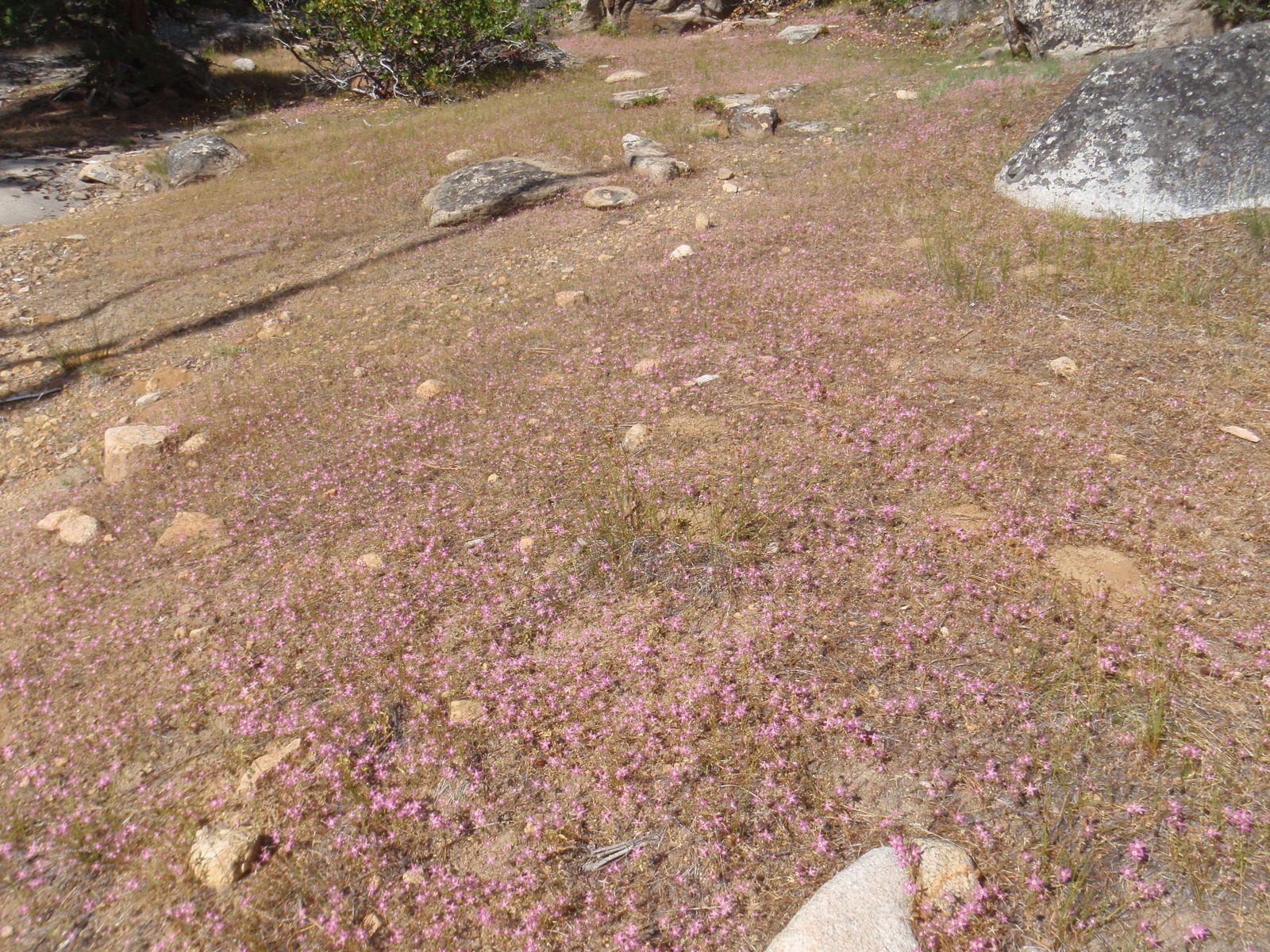 A wildflower explosion!