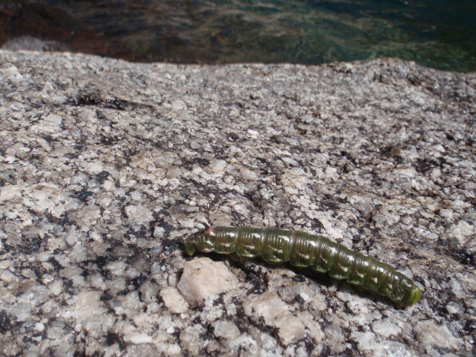 Caterpillar on the rock after I got out of the river.