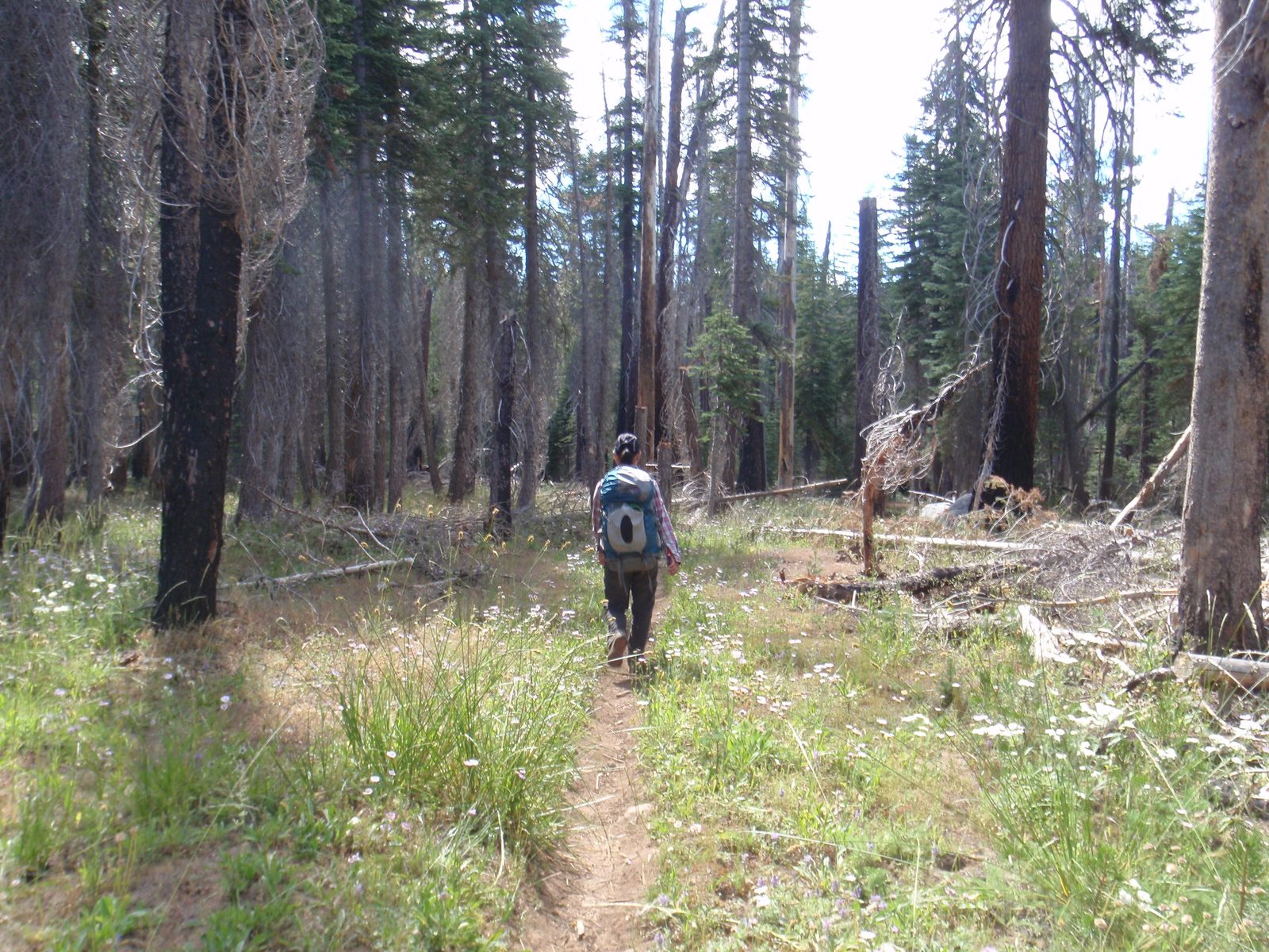 Back up at 7,500 feet, Monica hiking through the forest back toward Tioga Road.