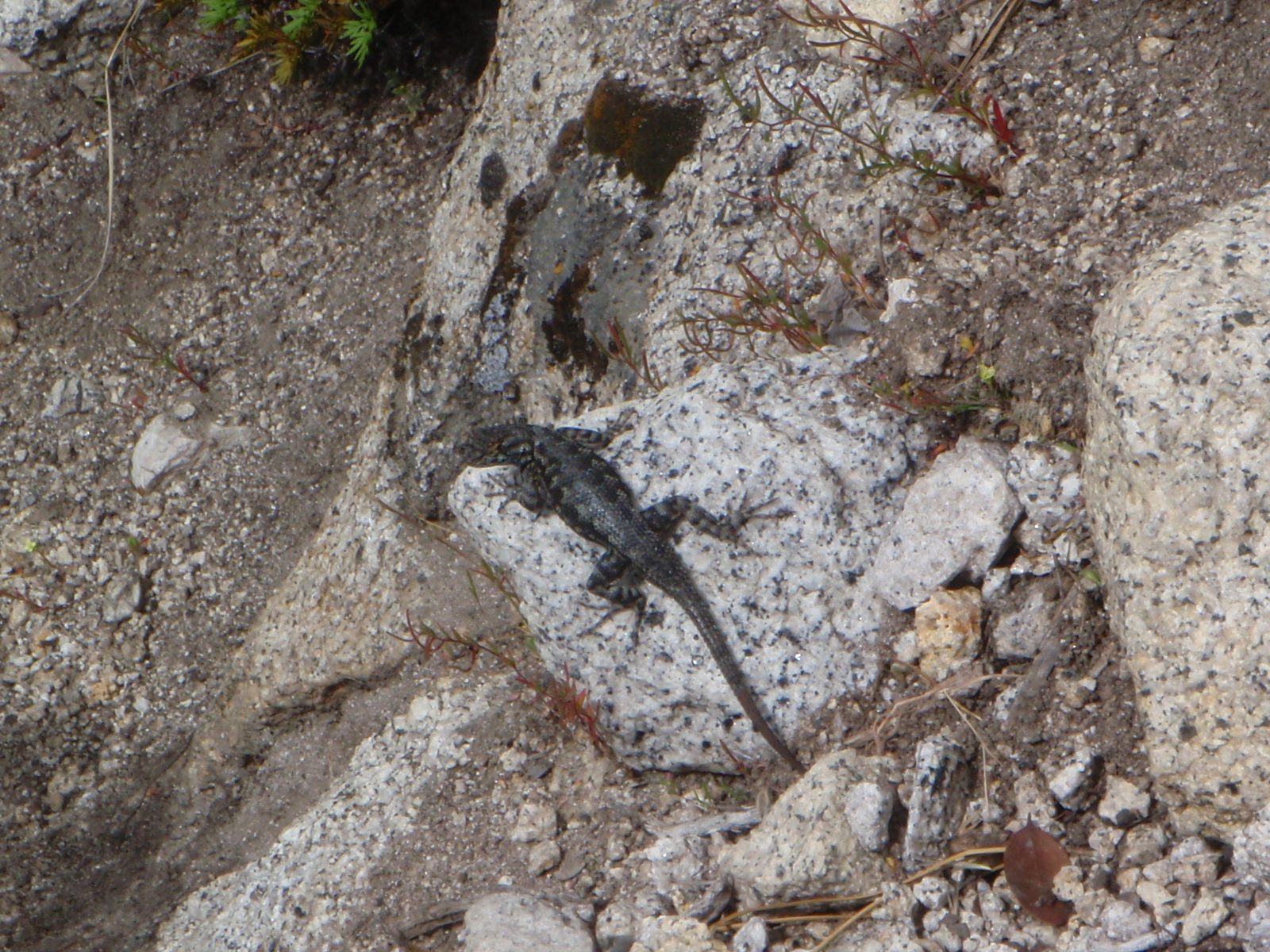 Very cute and colorful lizards up here. I can't remember if they are the same sort of lizard you...
