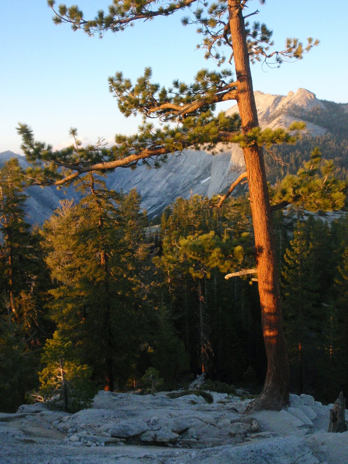 Sunlight colors a tree, and Tenaya Canyon in the background. Taken on Sub Dome.