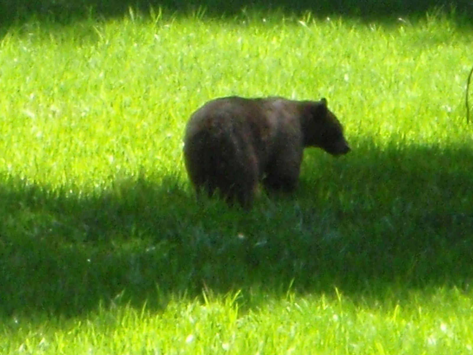 Mr. Bear