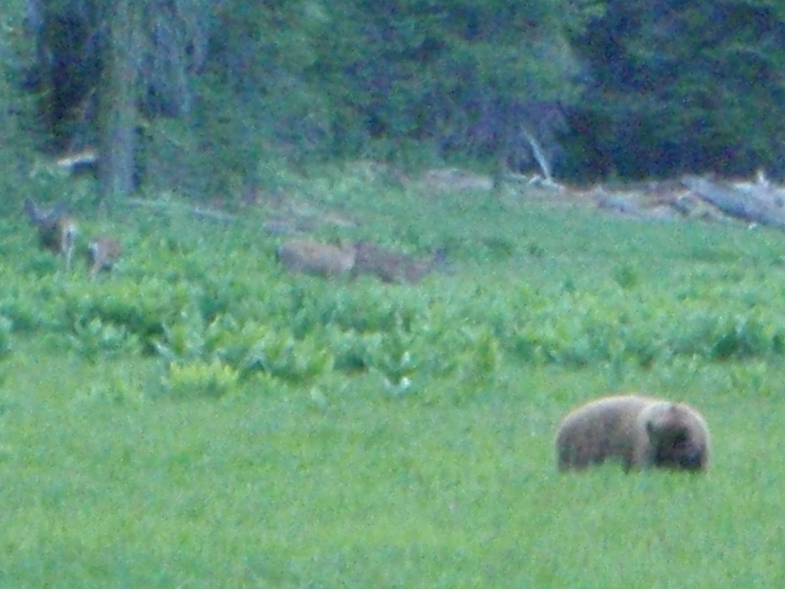 Another bear sighting on the way back to camp!