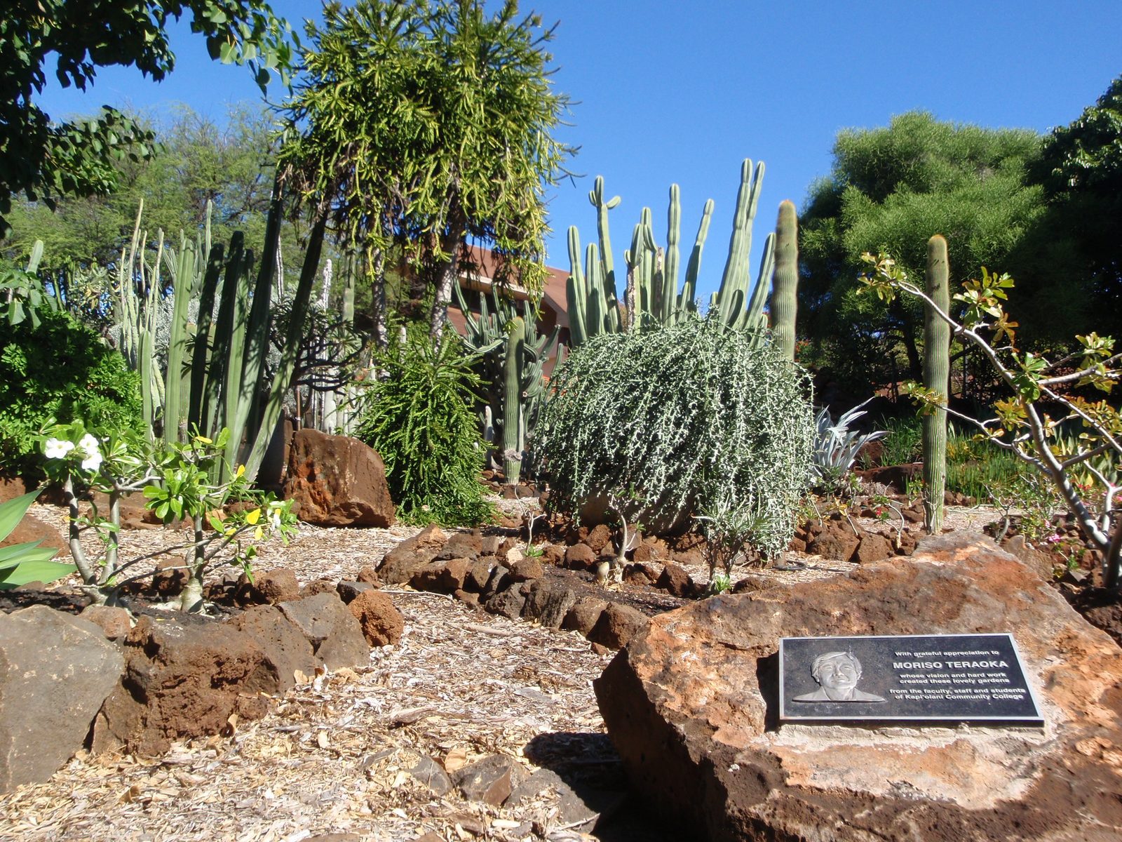 Desert cactus garden.  Many of the plants here are Sonoran natives including saguaros and...
