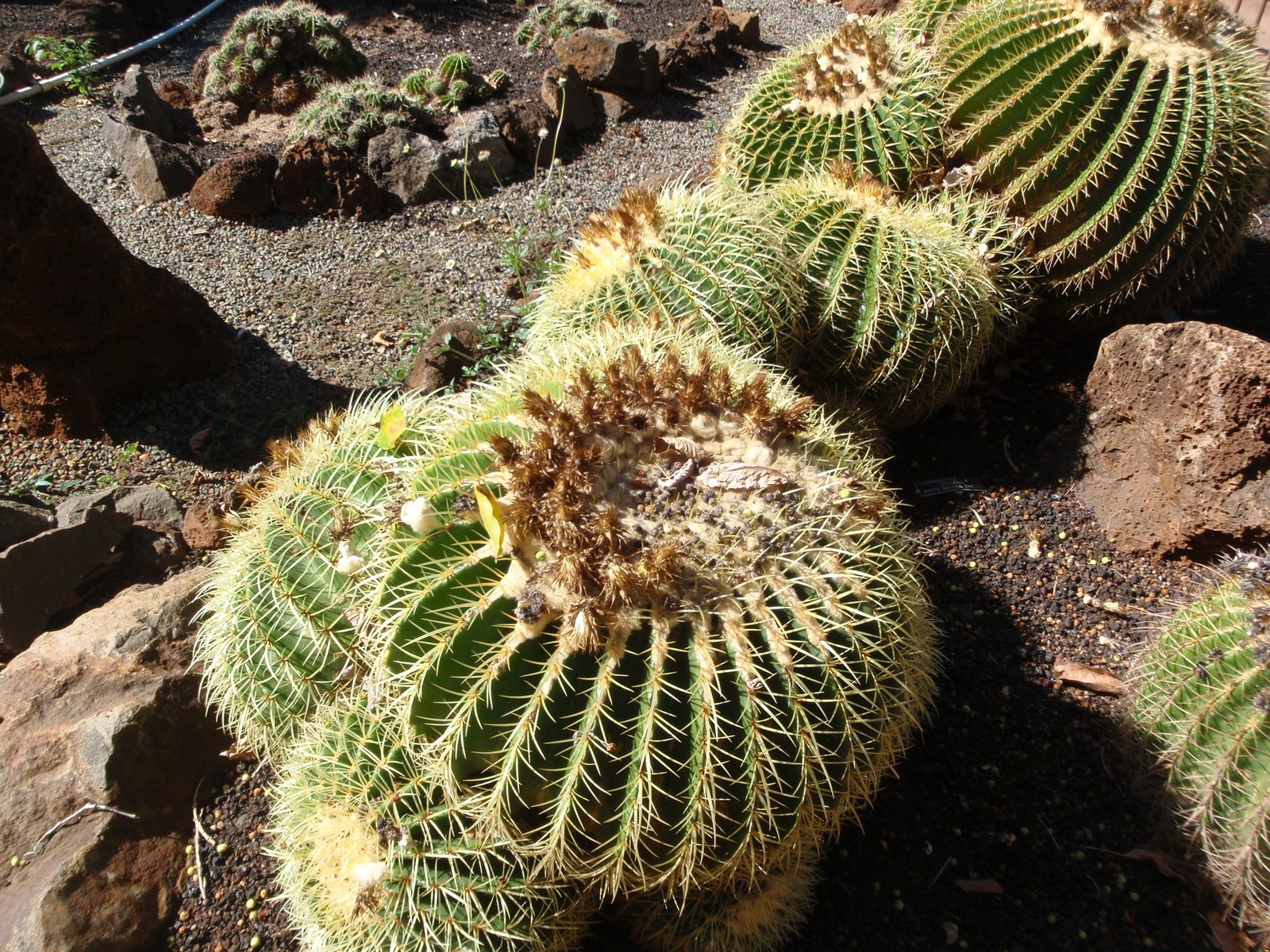 Some Mexican Golden Barrels in a cactus garden next to the farmers market.