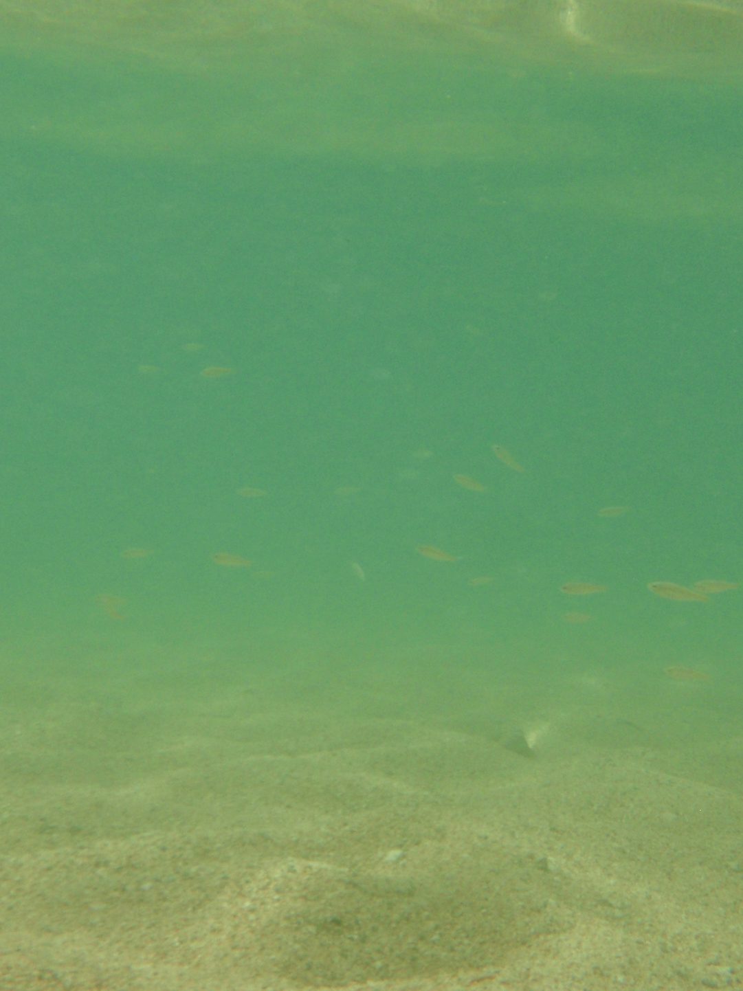 These little minnows were swimming around my legs while I tried to conjure the motivation to...