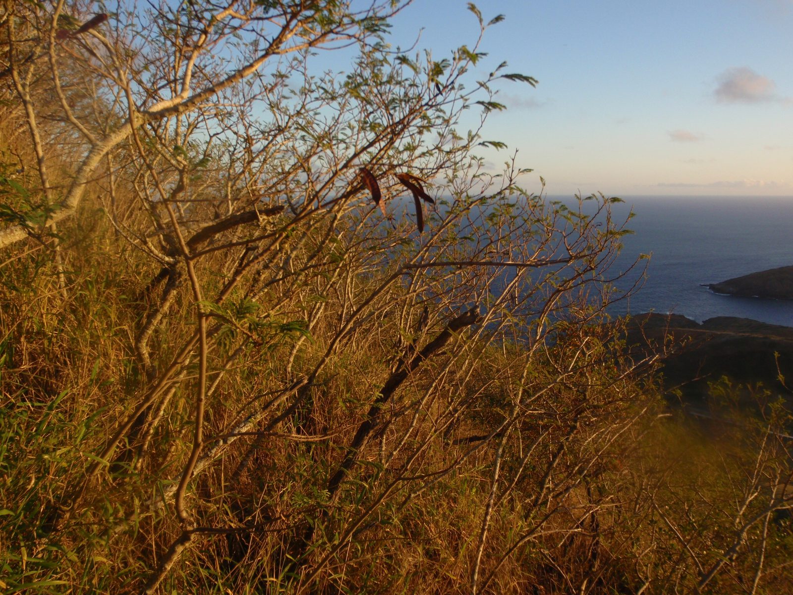 View of the native scrub brush, looking southeast.