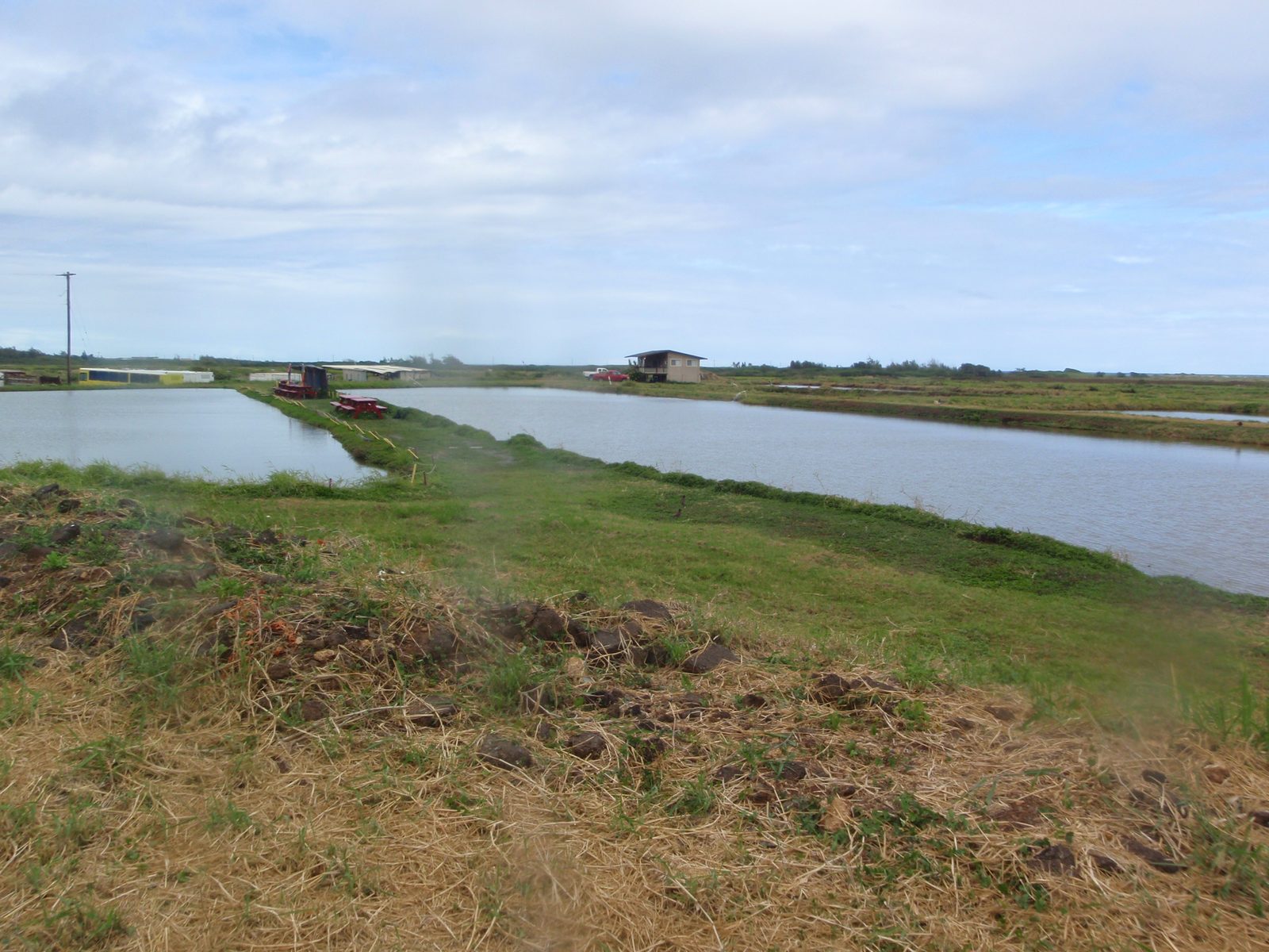 Shrimp farm on the north shore of Oahu.  I've read enough about shrimp to not want anything to...