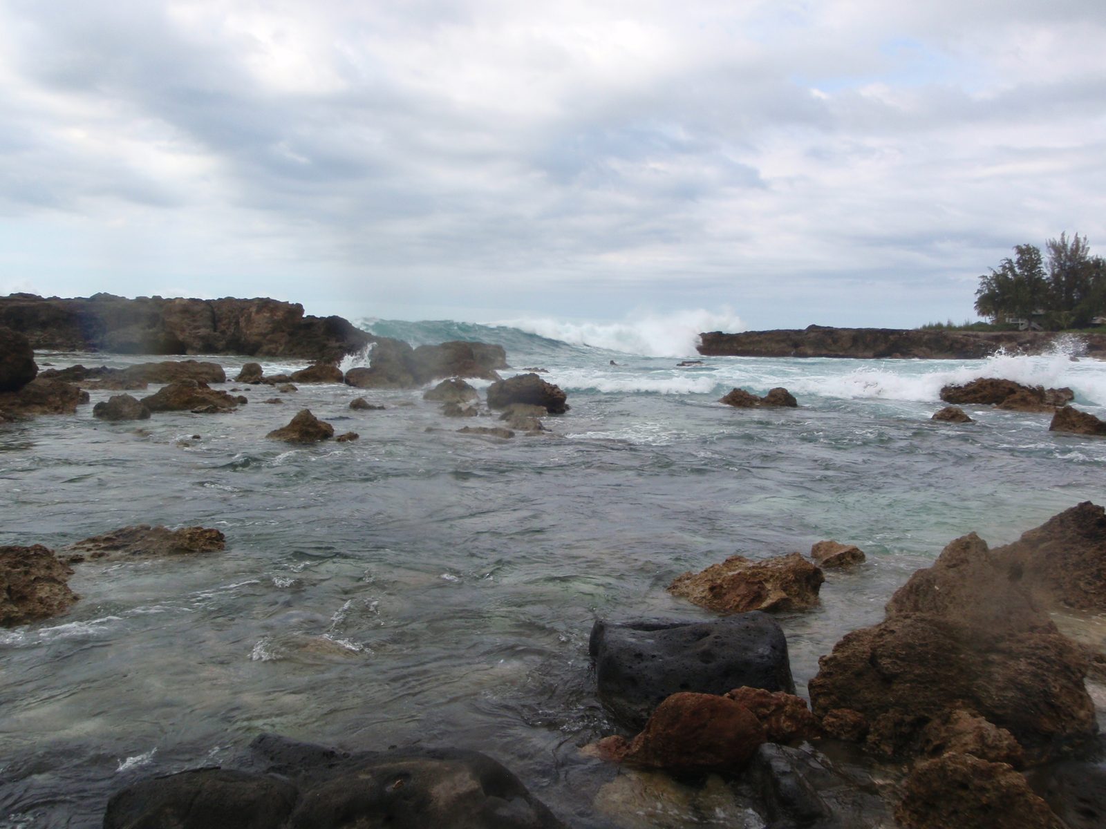 Next we drove to Shark's Cove, which despite large winter waves stays relatively calm because of...