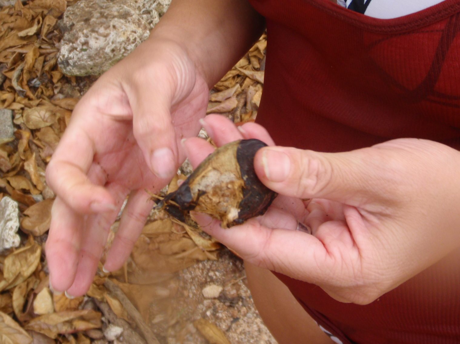 Lydia, trying to determine whether there was an edible nut inside this pod. Answer: not really.
