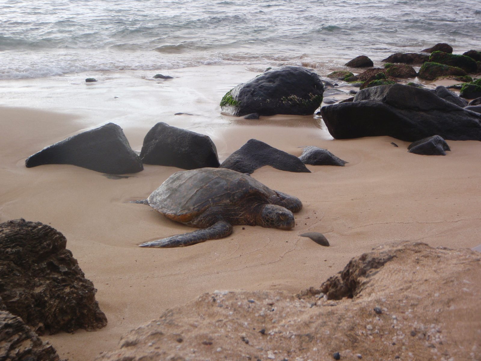Next Lydia spotted a beach where there are often green turtles.  Lucky for us, there were two on...