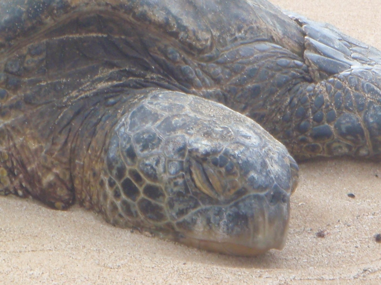 Sleeping turtle.