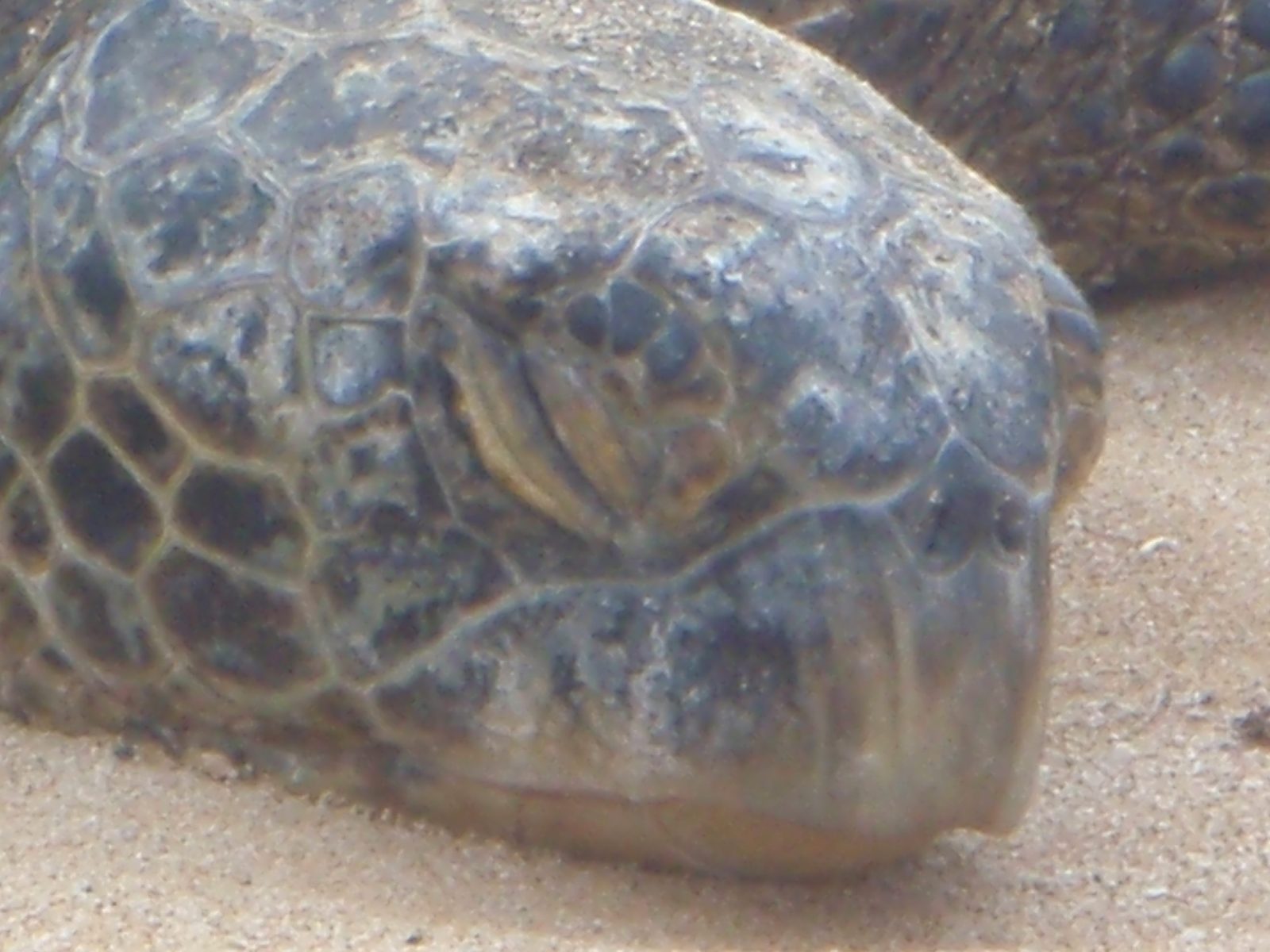 Close up of the sleeping turtle.