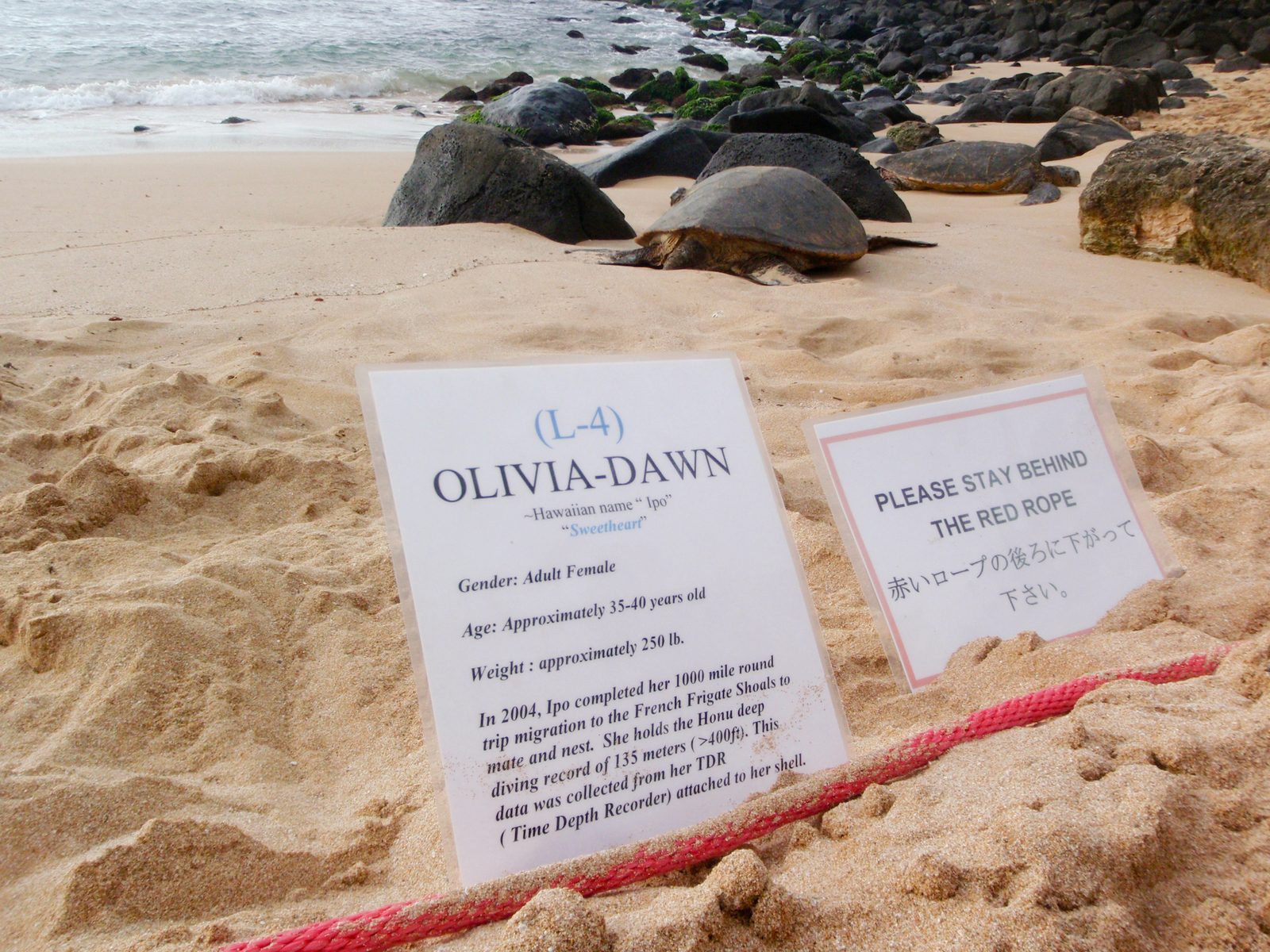 There is a group tasked with protecting green turtles.  They are an endangered species, and...