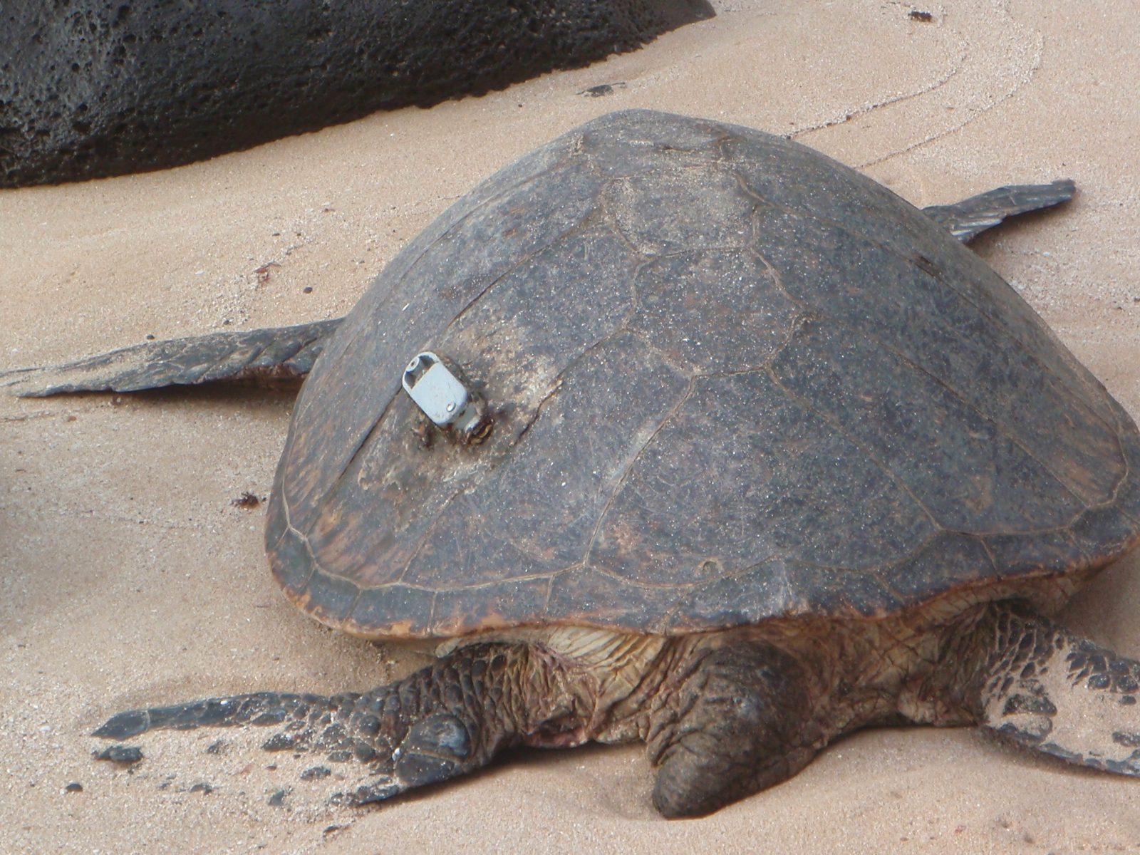 One turtle had a tracking device on its shell (Olivia Dawn).