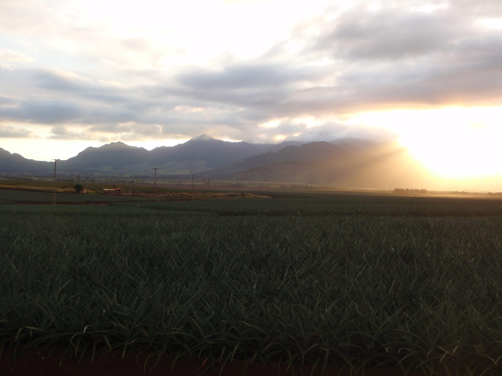 Pineapple fields as far as the eye can see.