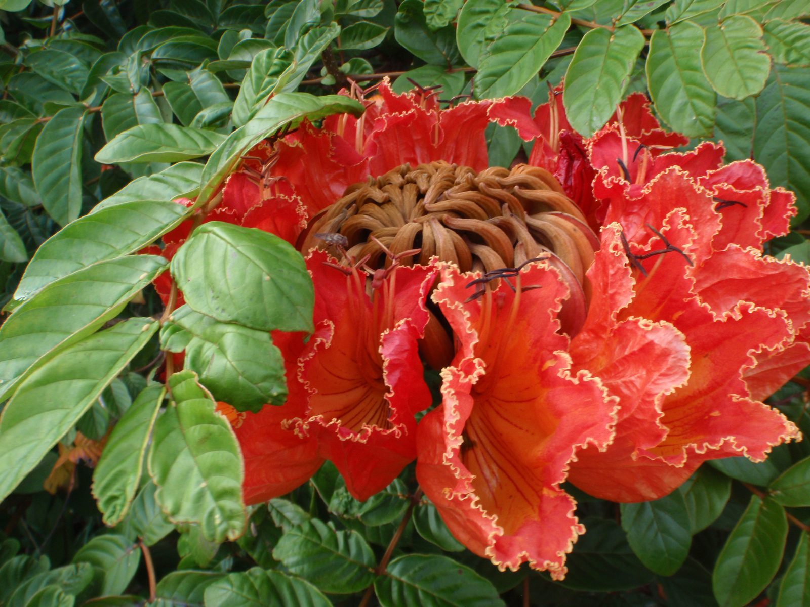Flowers of the orange flowering trees.  I don't know what they are called but they are very...
