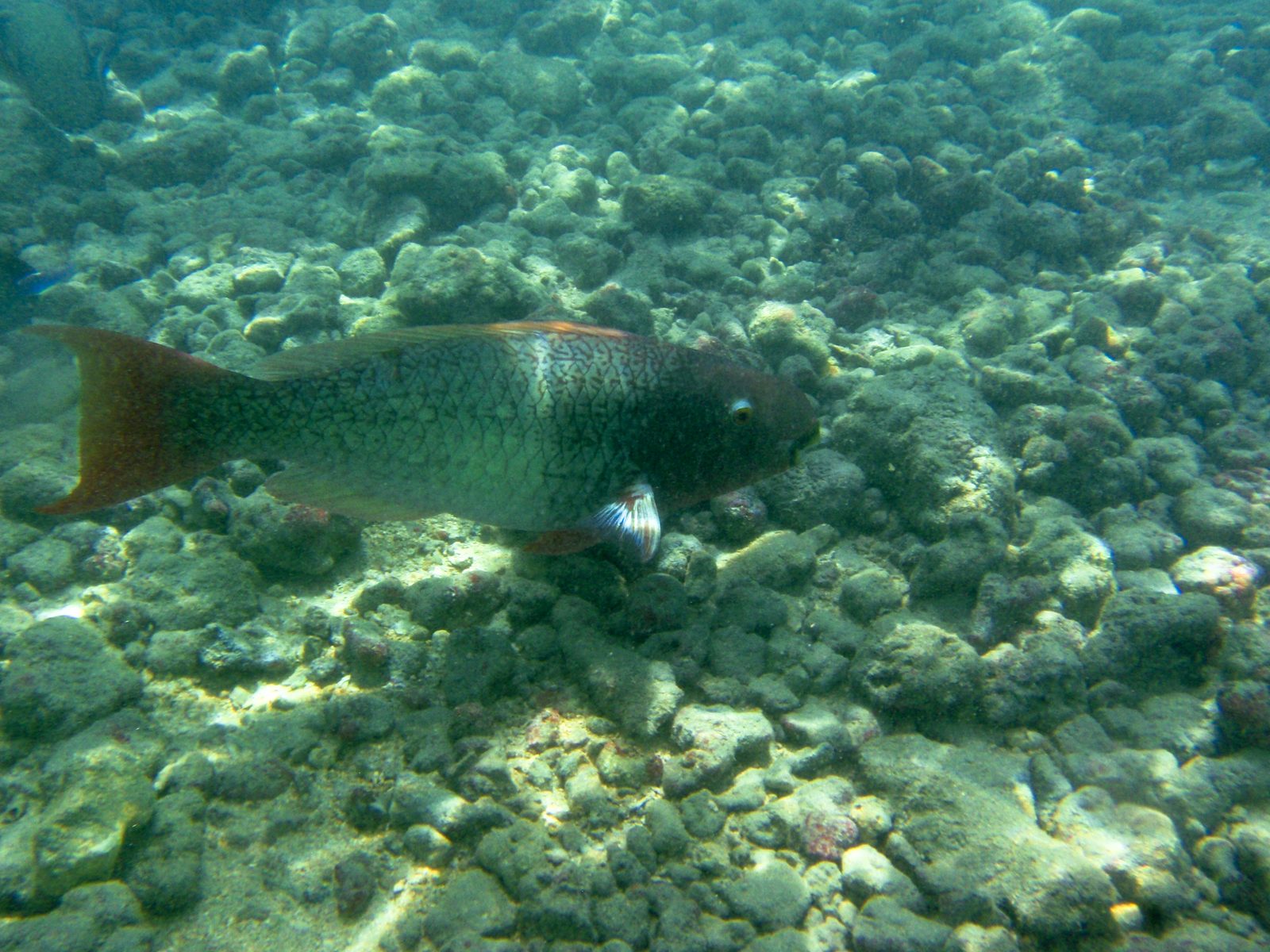 Entering the water was initially underwhelming; the water was cloudy with sand and debris and...