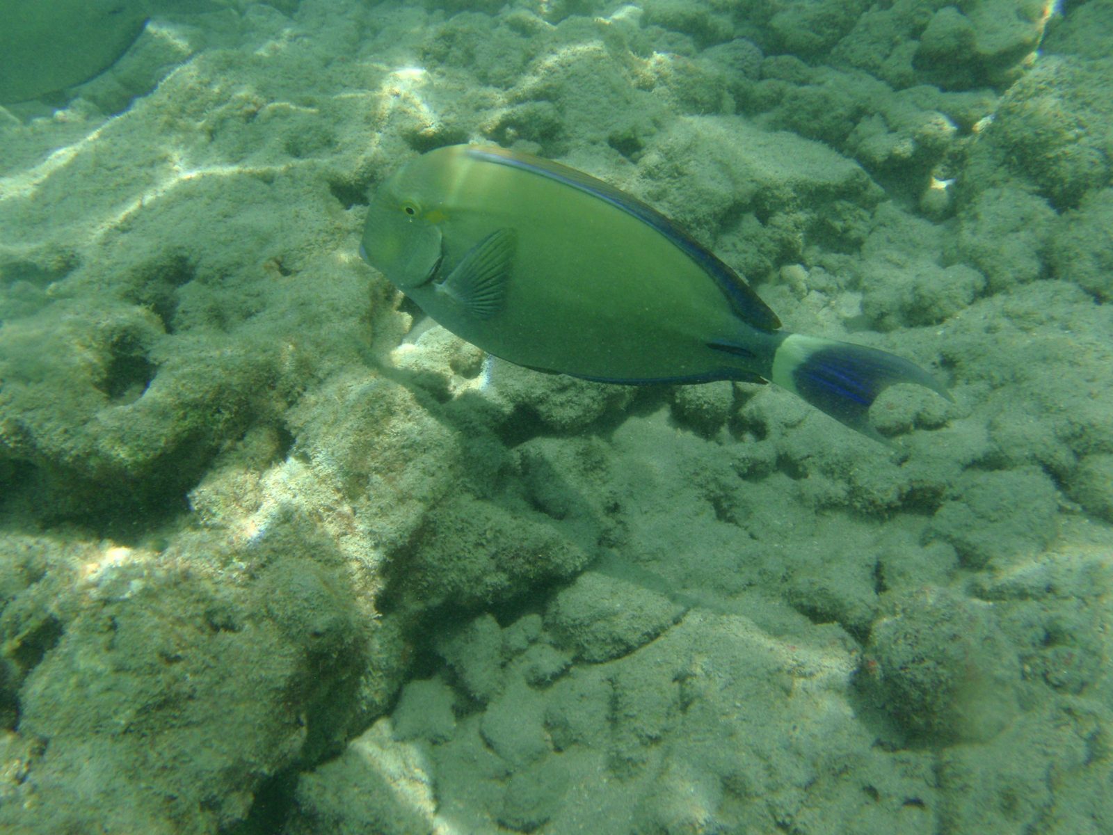 As I kept kicking my way out from shore, the fish started to get more interesting and numerous,...
