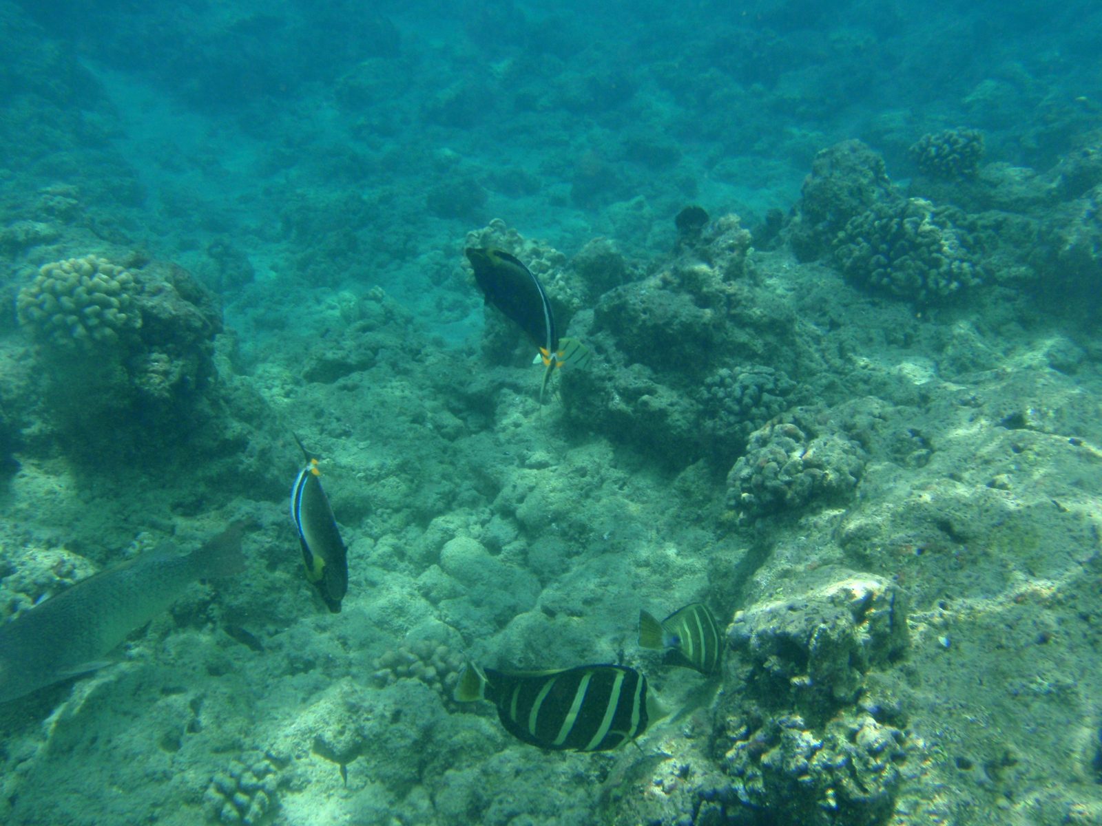 Here things start to get interesting.  A number of fish milling about.  None are particularly...
