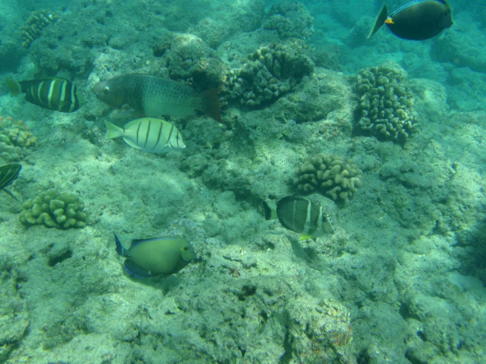 Here are the same fish again.  I was sort of getting caught up in watching the fish, keeping in...