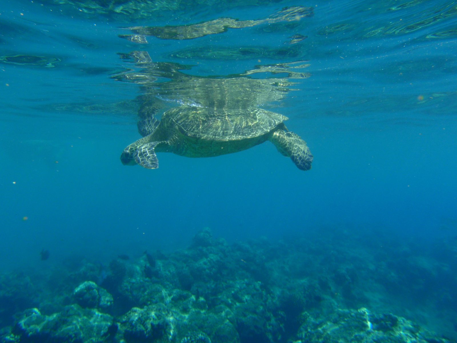 No tourist at all!  A local, without a mask or a snorkel.  A friendly green turtle coming up for...