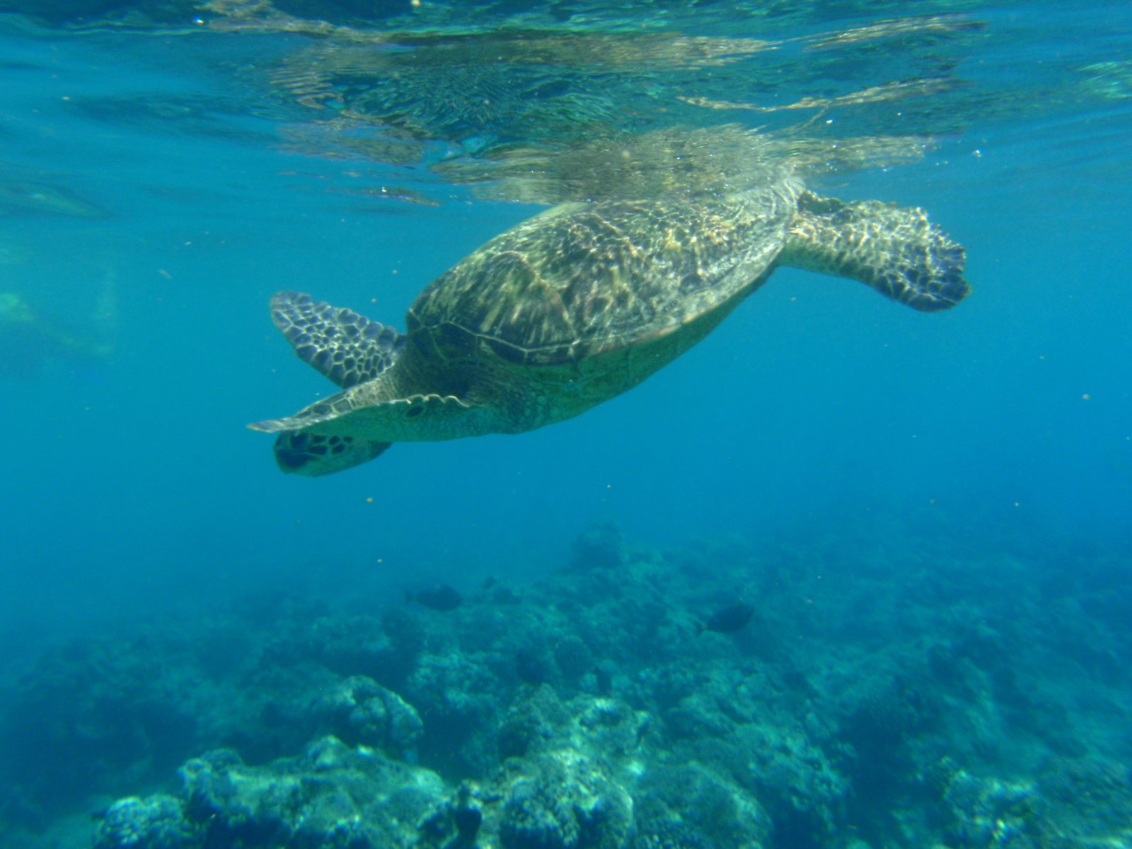 After taking a several gulping breaths of air, the green turtle starts for a dive.  At this...