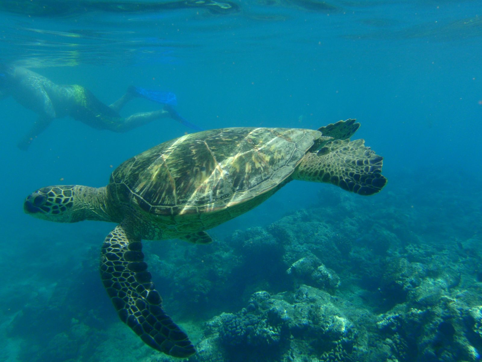 Swimming along he looked as peaceful as could be, though as you can see in the background,...