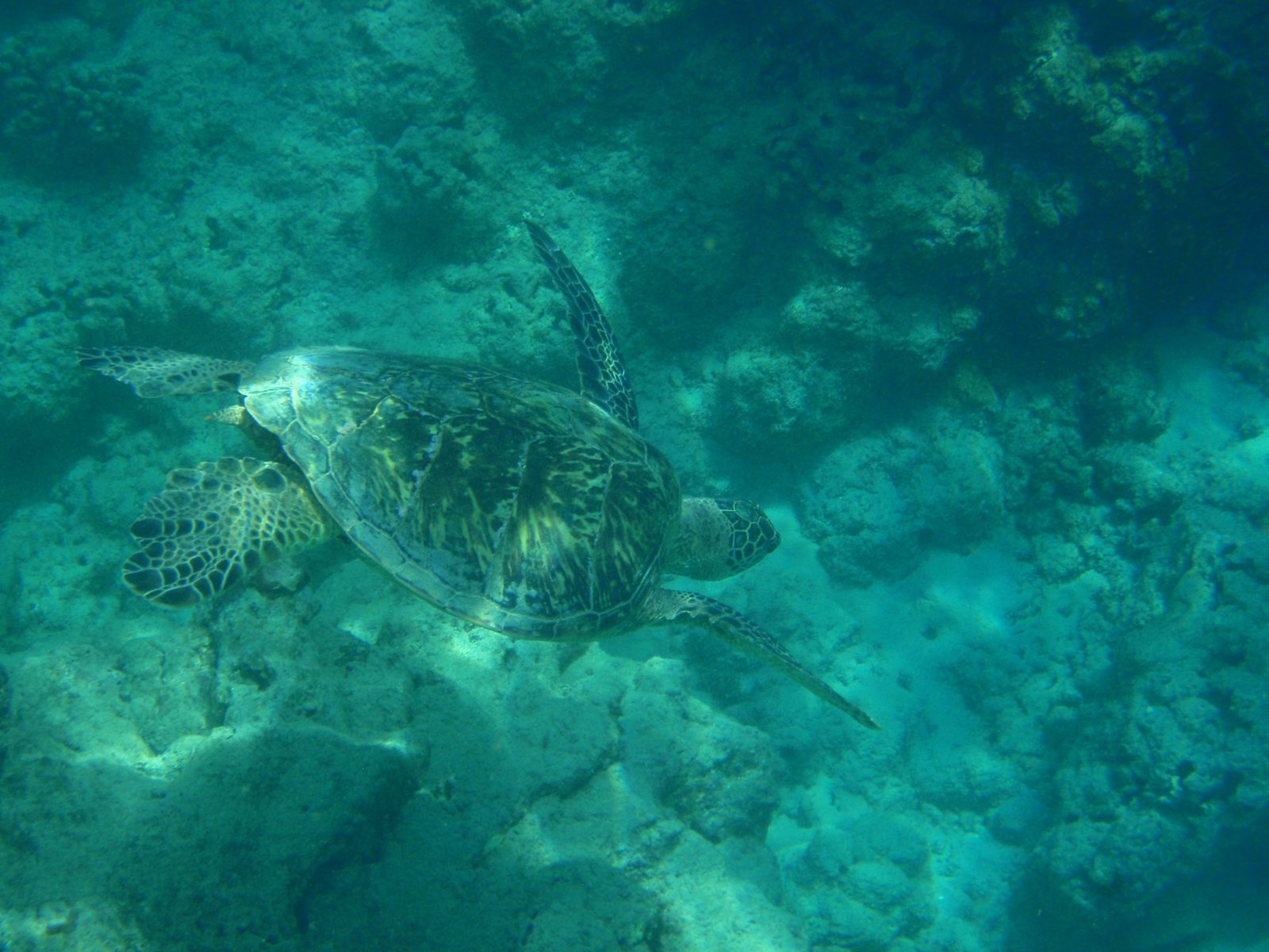 I dove down a few feet to watch him swim off into the depths.  You can see how well his...