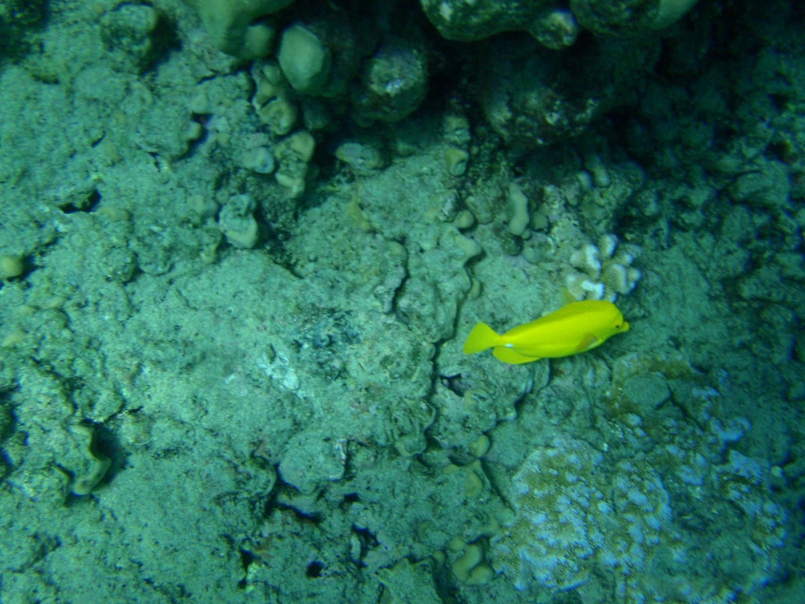 Further out, more interesting fish start to appear.  This guy must be poisonous, but he's also...