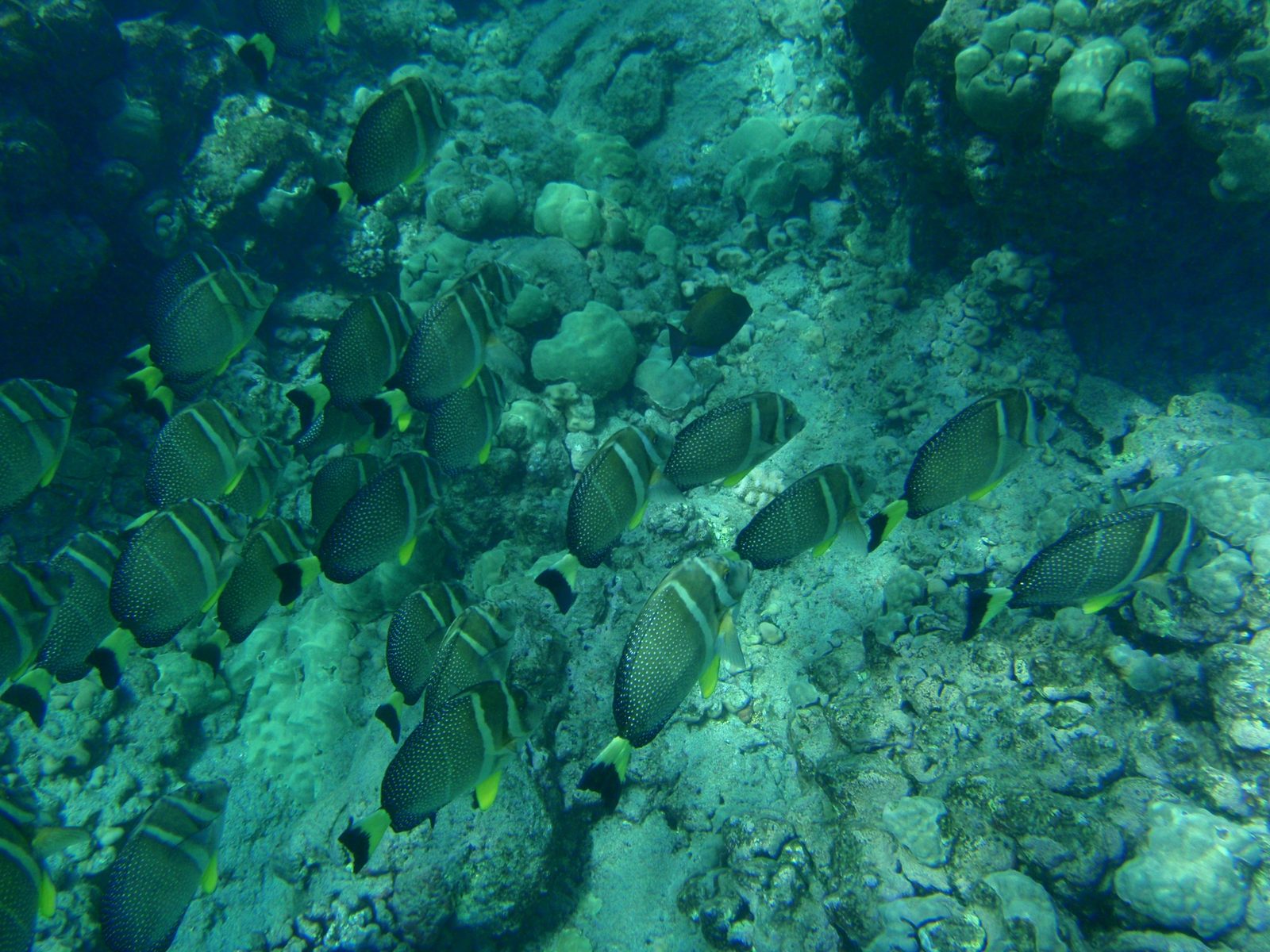 More of the same school of fish.  The schools of fish tended to be less shy, maybe because of...